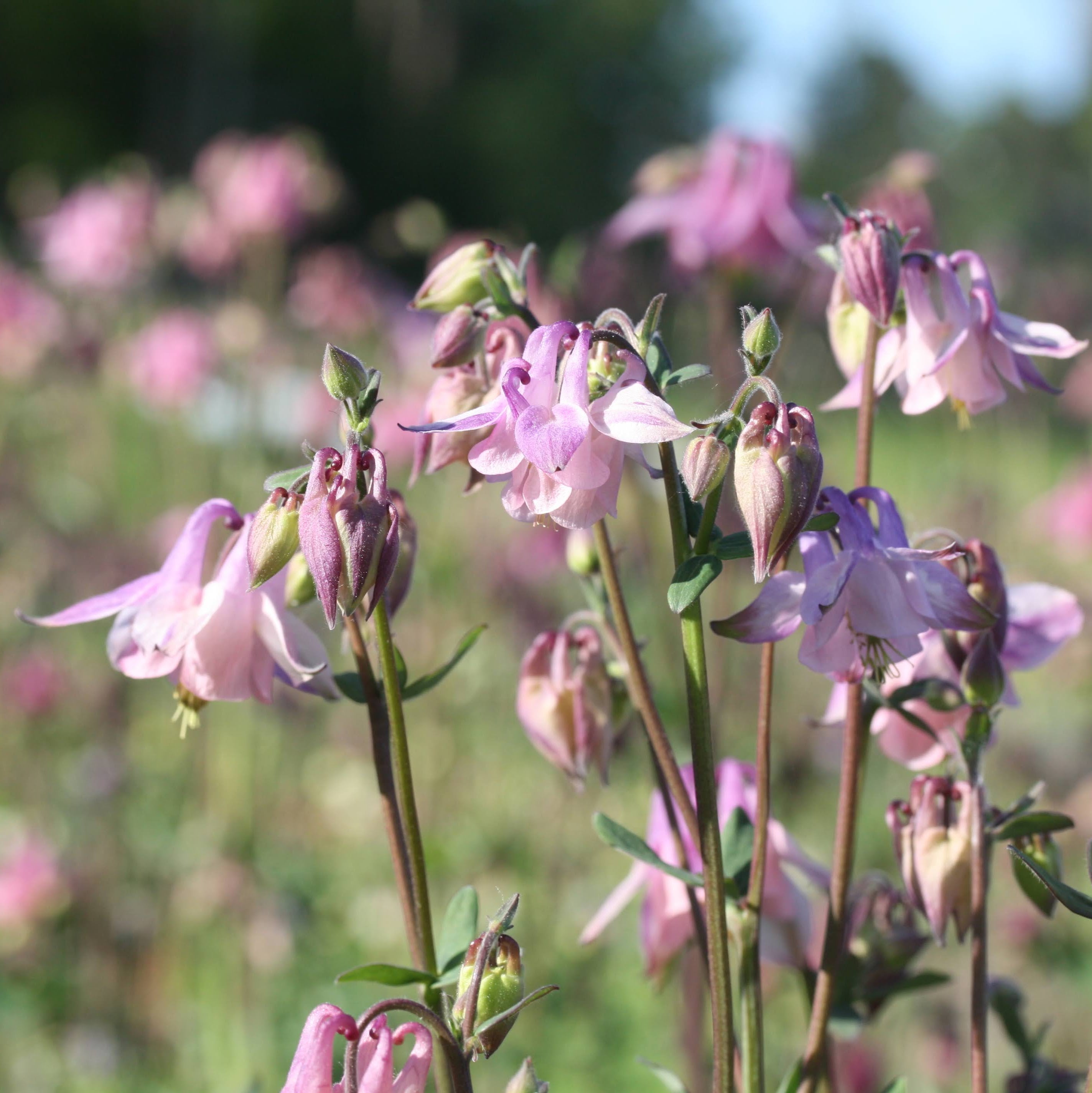 Nærbilde av Akeleie Heidi sine grasiøse, nikkende blomster i rosa og hvitt