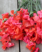 Erteblomst Prince of Orange blomsterklase i hagen