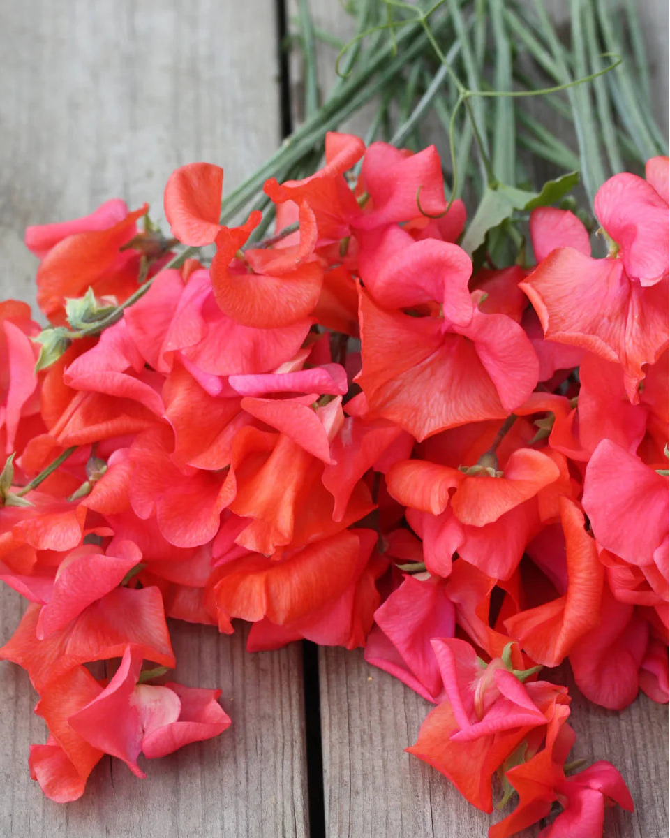 Erteblomst Prince of Orange blomsterklase i hagen