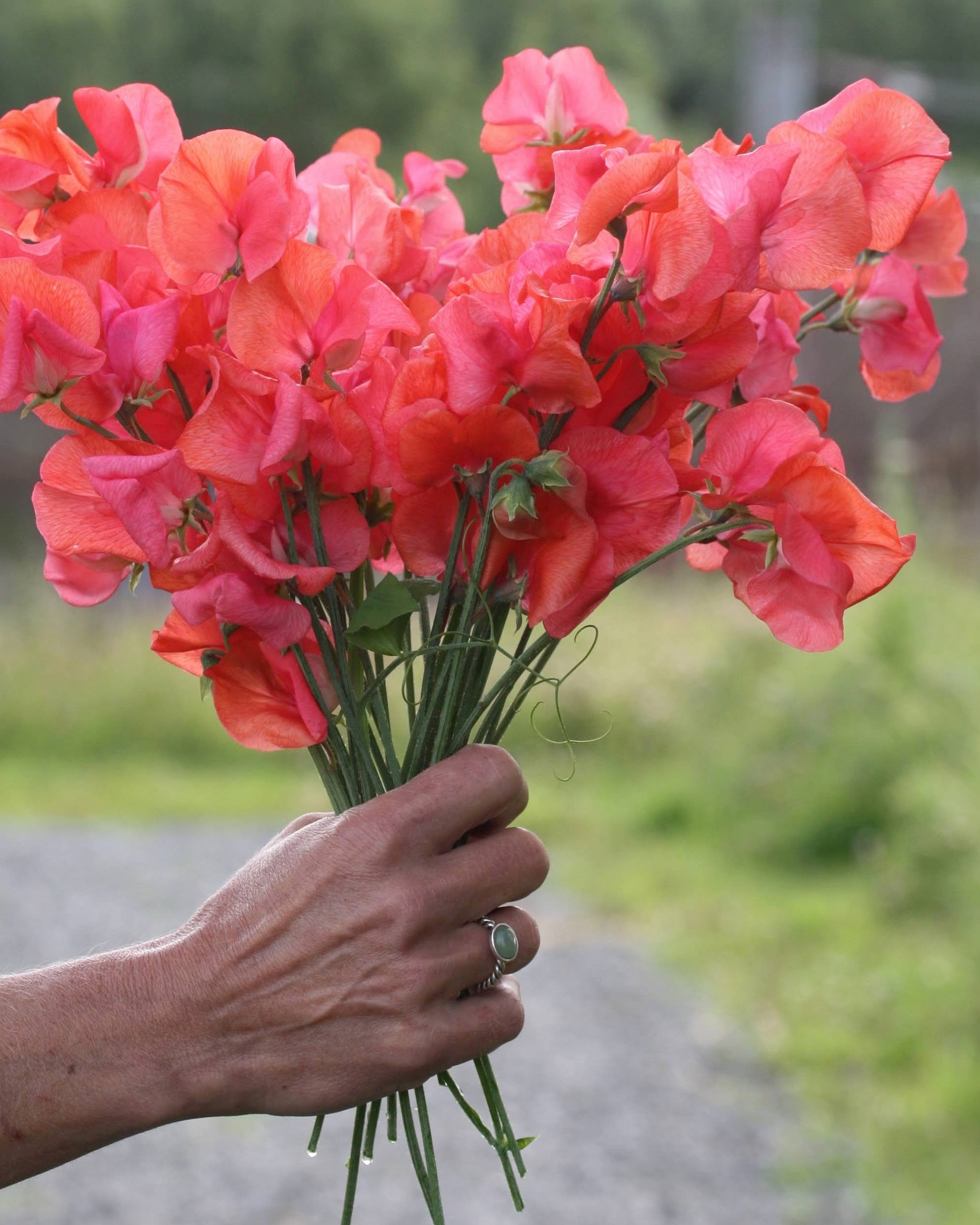 Erteblomst Prince of Orange i frisk oransje-korall farge