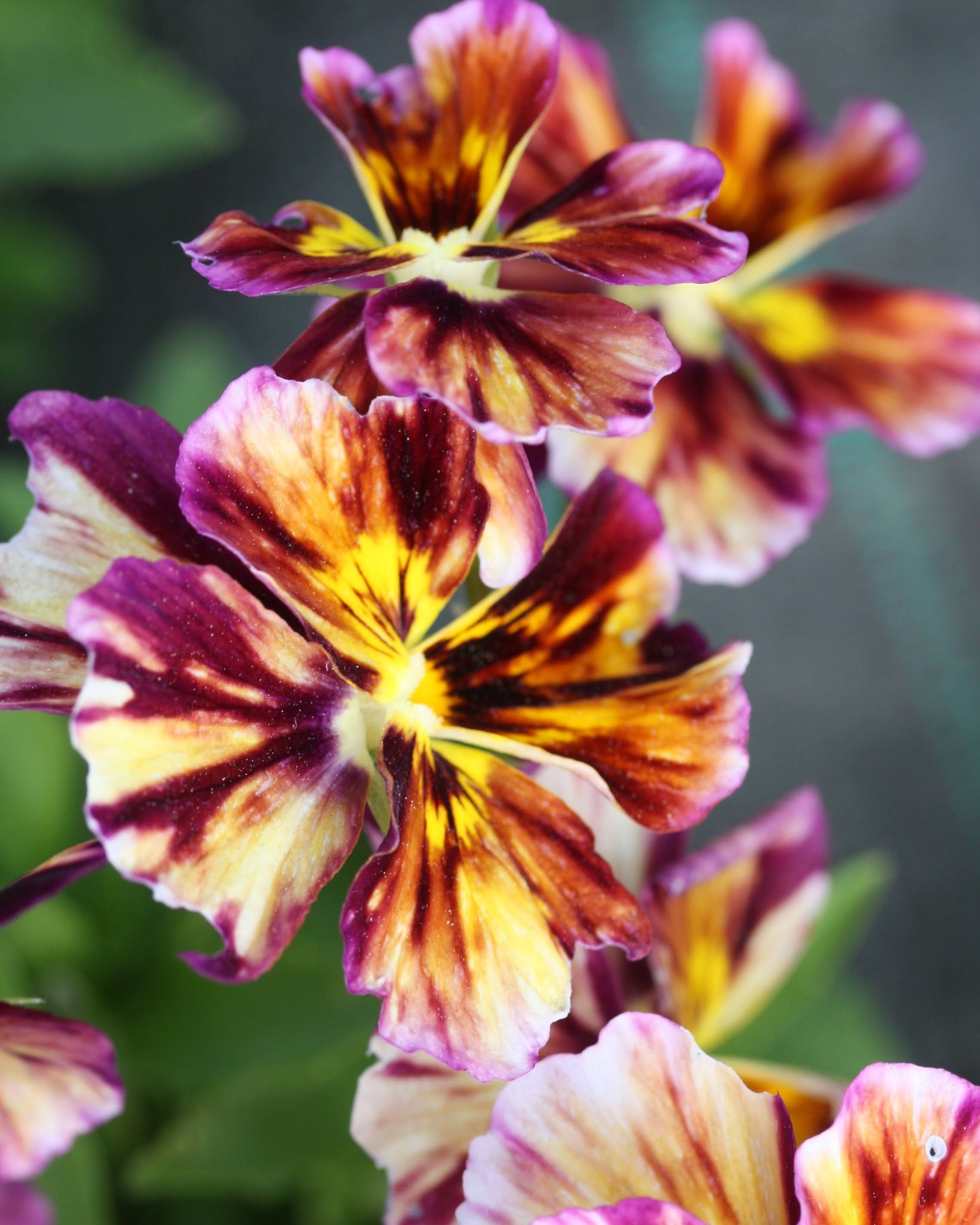 Brush Strokes fiol - kompakt ettårig blomst 15-20 cm høy