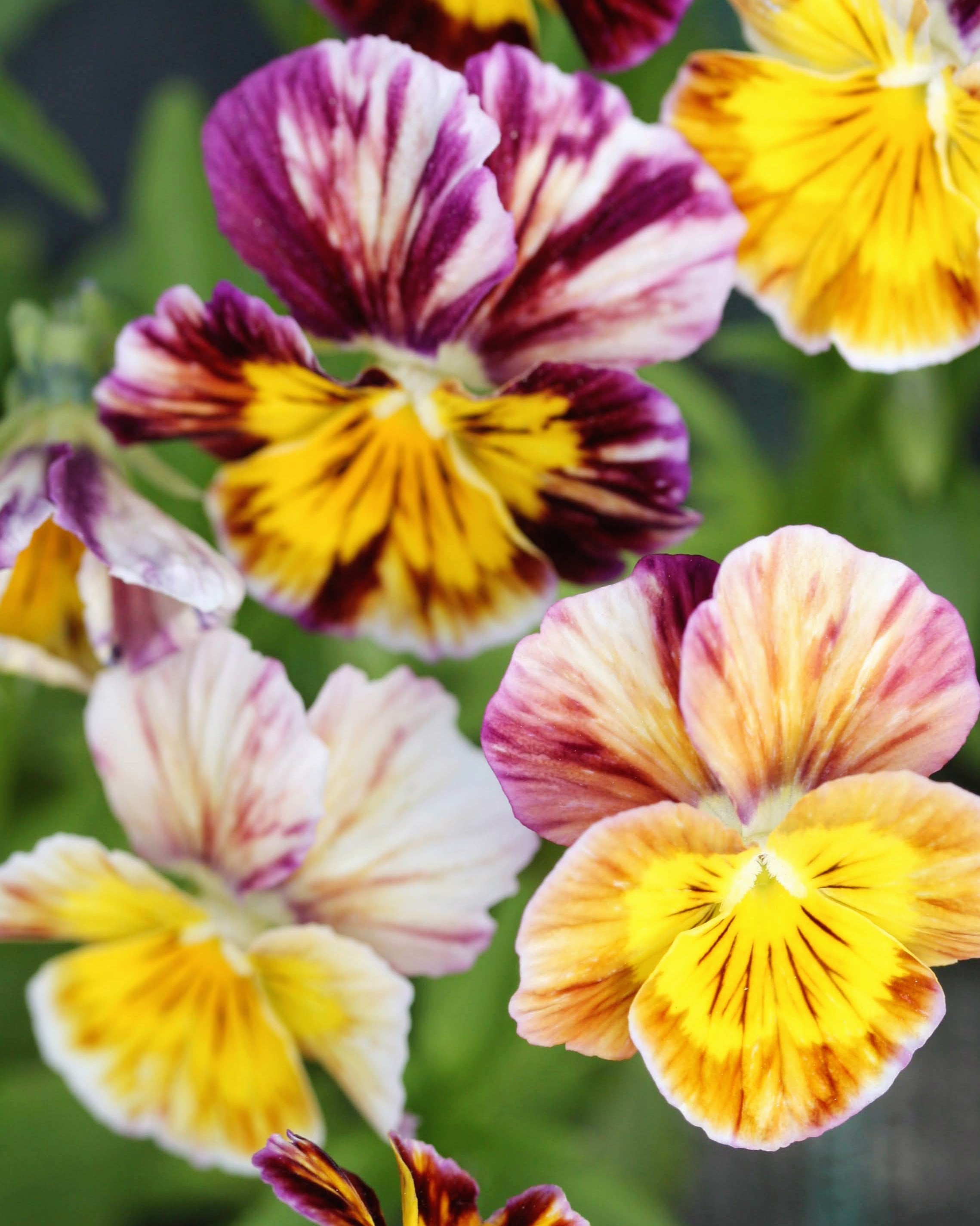 Fiol Brush Strokes nærbilde - unike fargemønstre på ettårig fiol