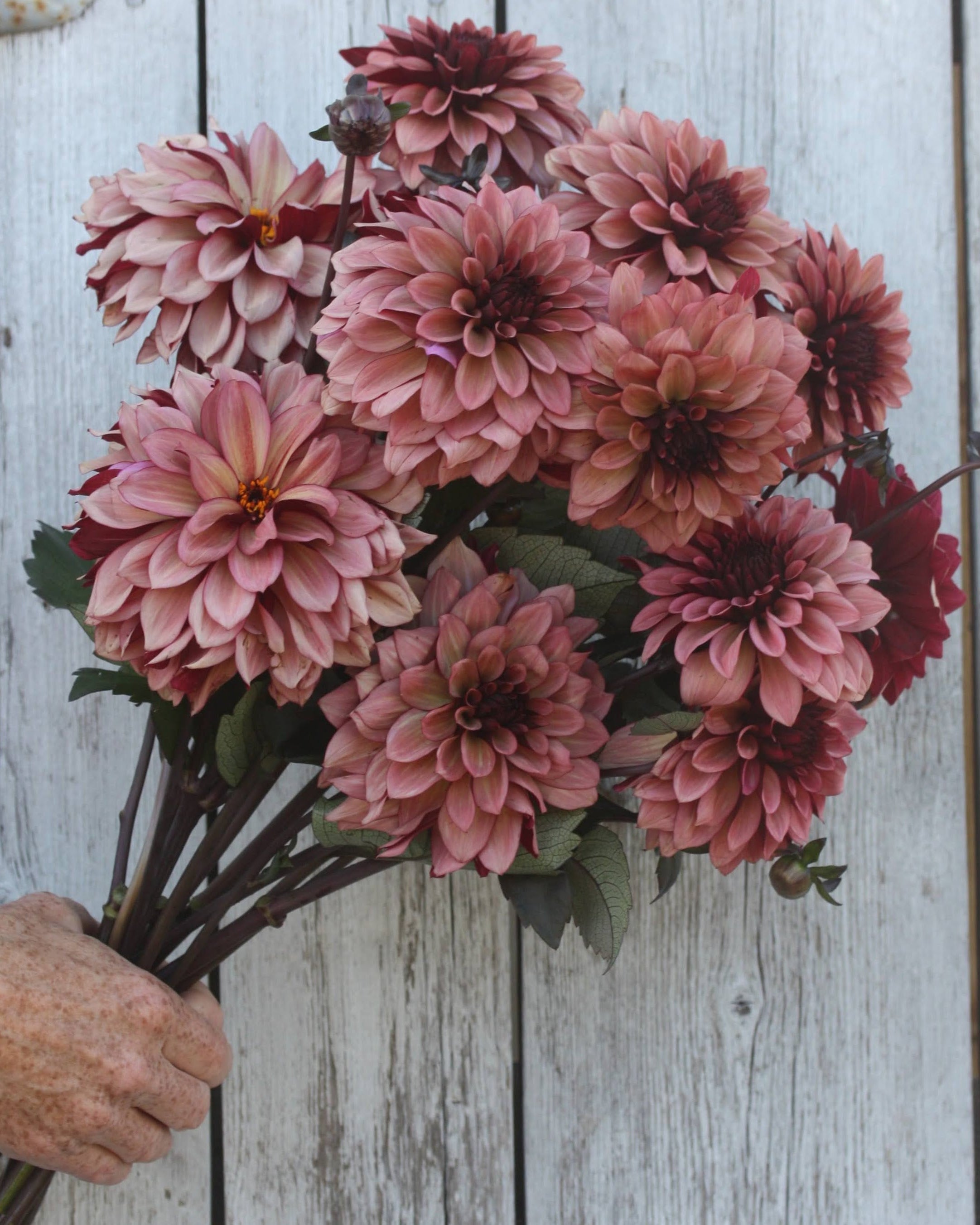 Nærbilde av dekorativ georgine Night Silence burgunder rosa lattebrunt blomst