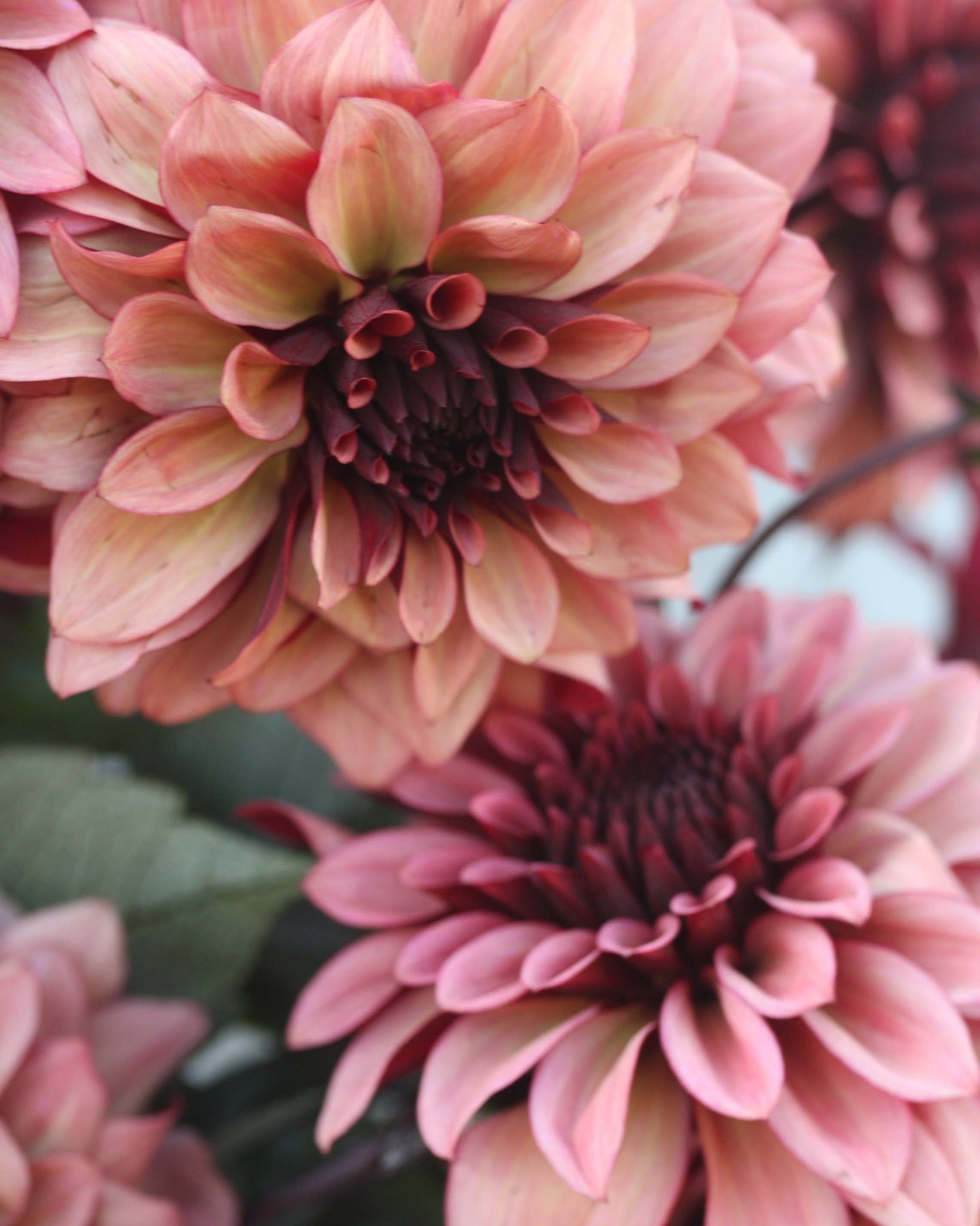 Dekorativ georgine Night Silence burgunder rosa lattebrunt knoller