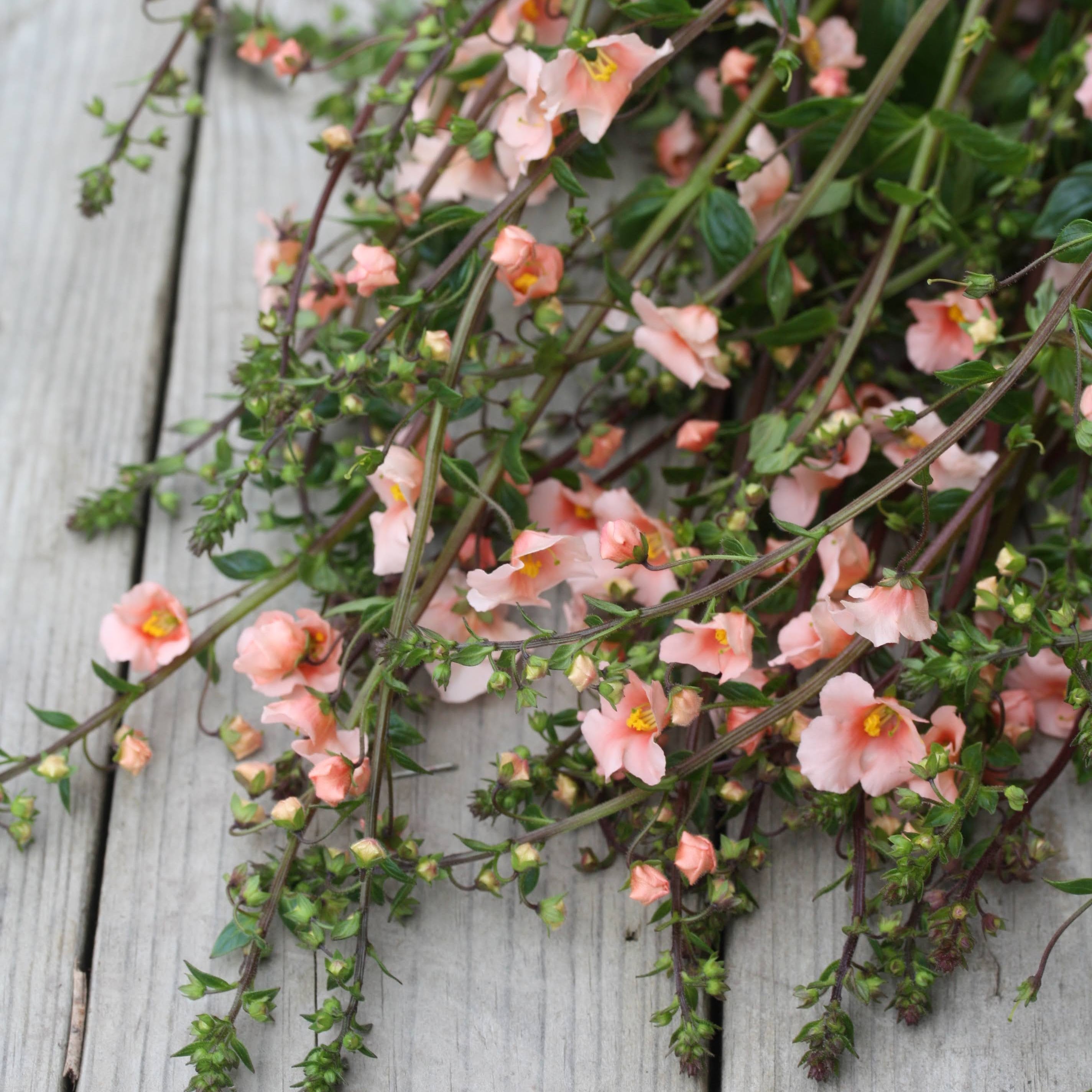 Alonsoa Shell Pink plante med luftig vekstform og rosa blomster