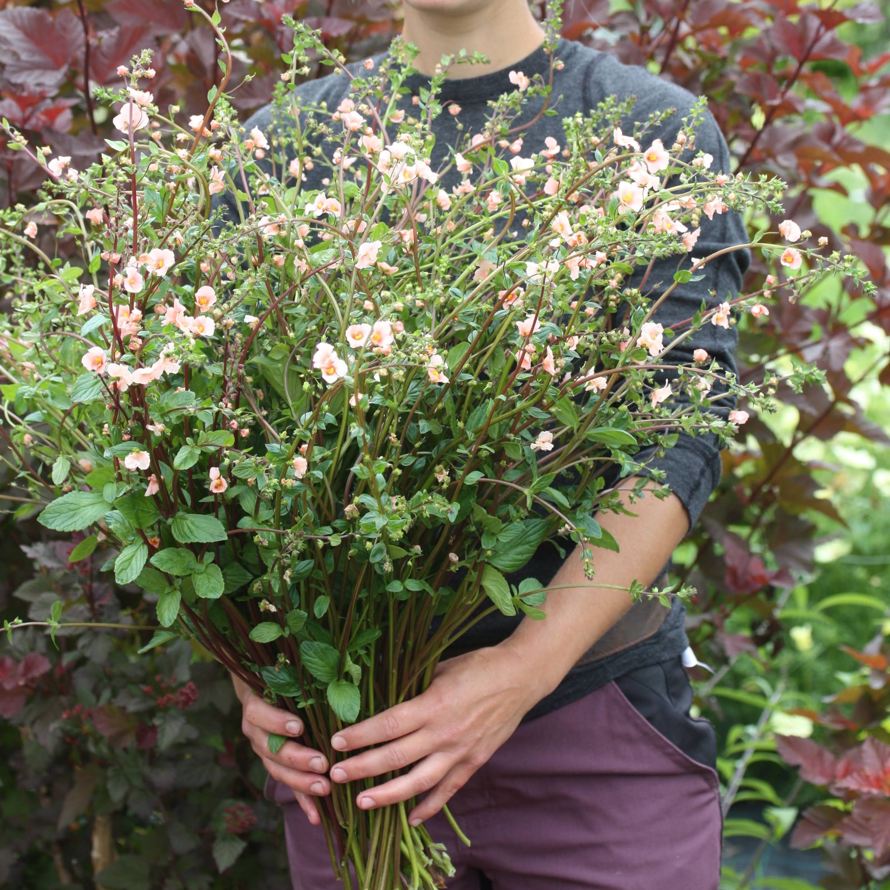 Alonsoa Shell Pink blomster med karakteristisk skjellrosa farge