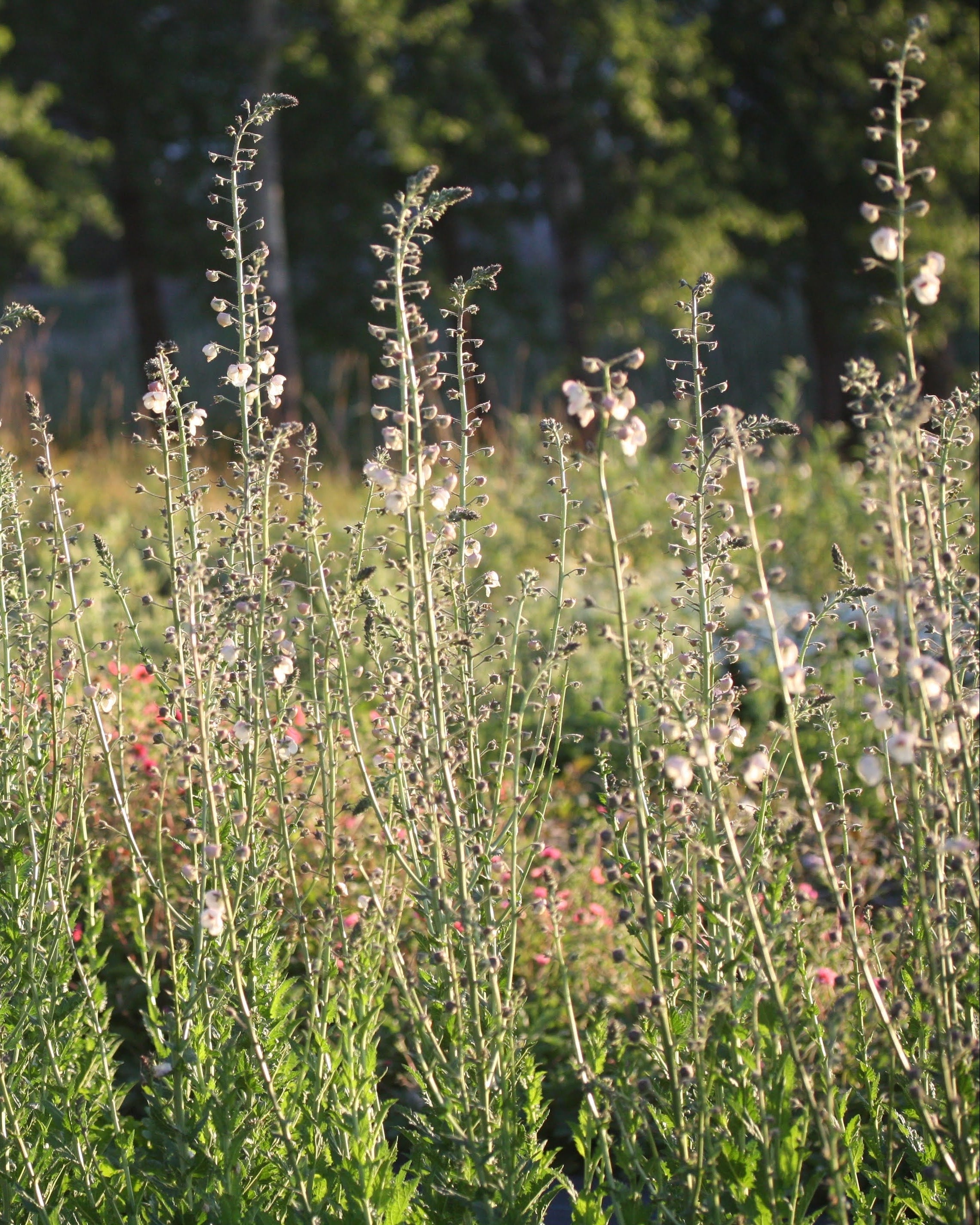 Kongslys White Blush – høyvokst plante med hvite blomster og mørkt lilla midtpunkt langs luftige spir⠋