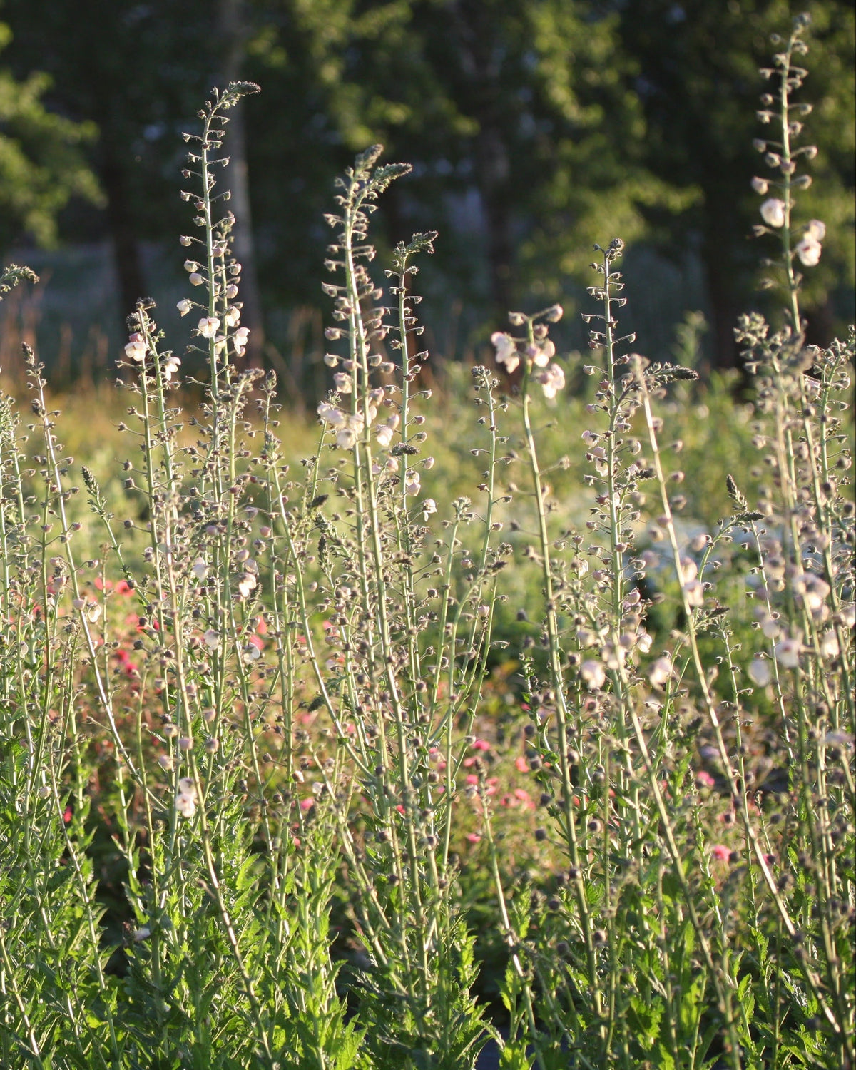 Kongslys White Blush – høyvokst plante med hvite blomster og mørkt lilla midtpunkt langs luftige spir⠋