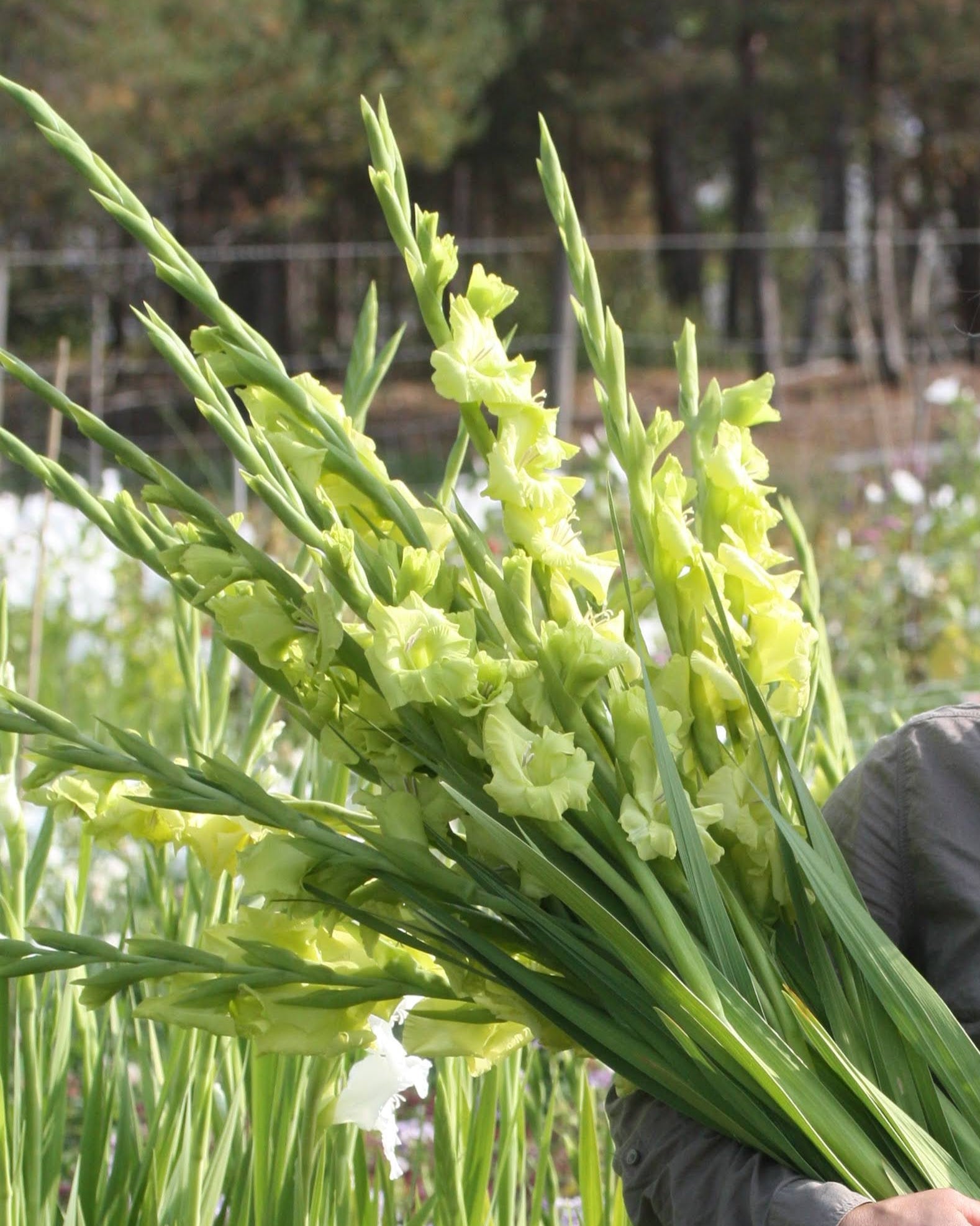 Gladiol Green Star annerledes grønn gladiol med stjerneformet blomst