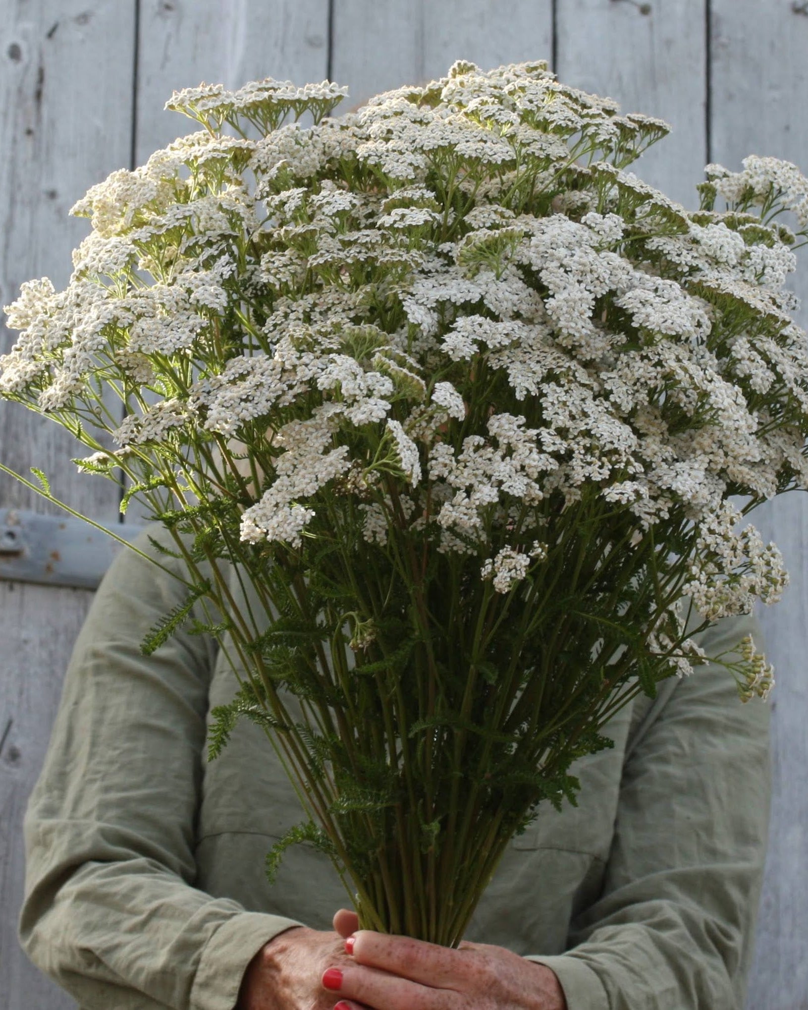 Bakkeryllik Proa frø fra Blomsterhagen