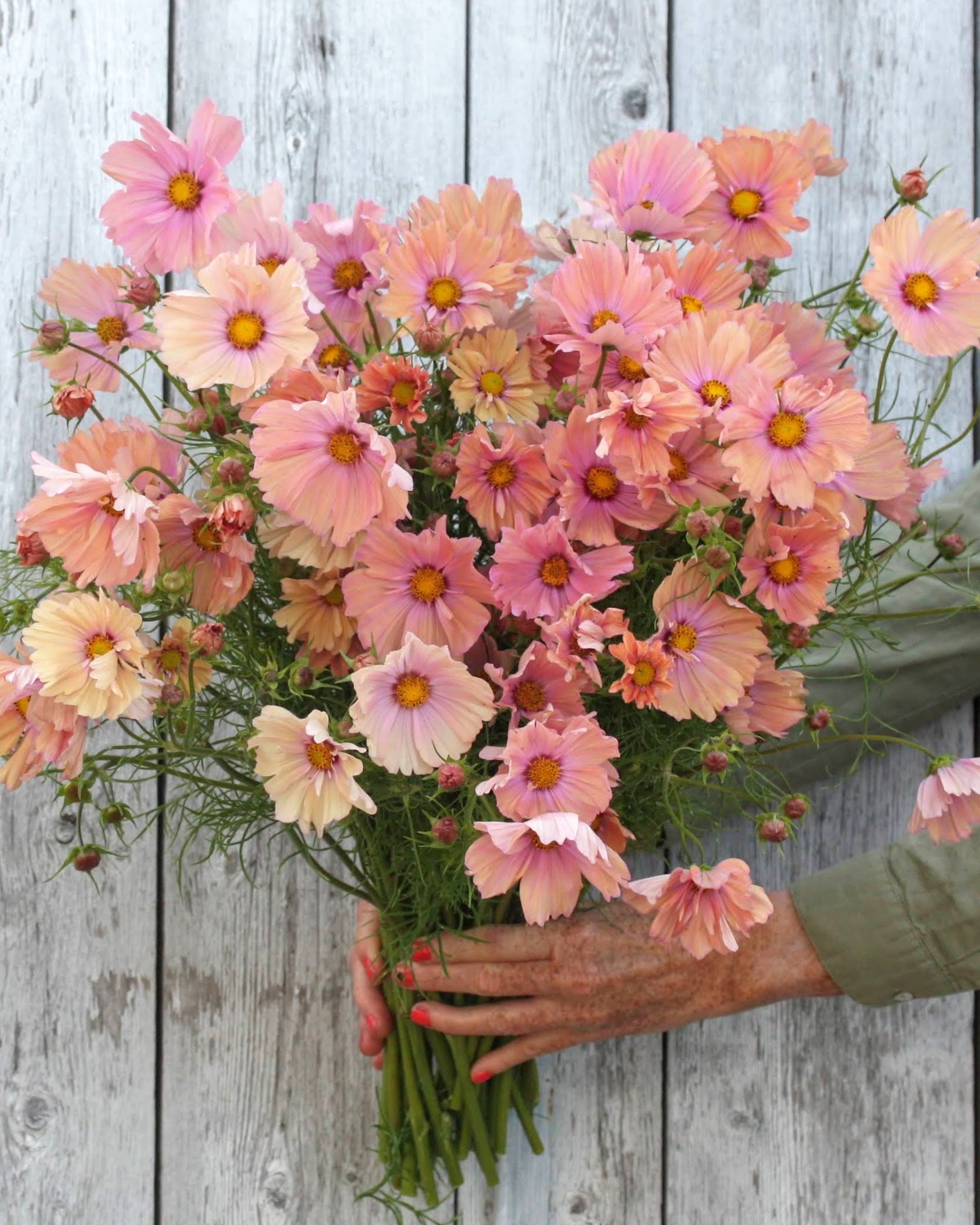 Cosmos Apricotta - aprikosfarget ettårig snittblomst