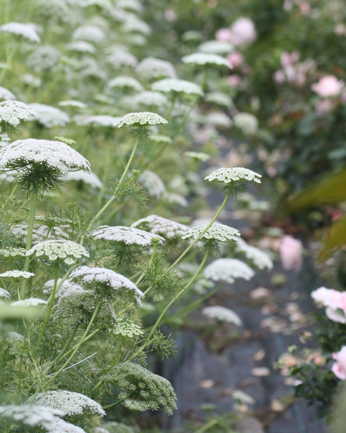 Ammi visnaga Green Mist – frodig ettårig med faste, tette skjermer i frisk grønnhvit farge, perfekt til store oppsatser