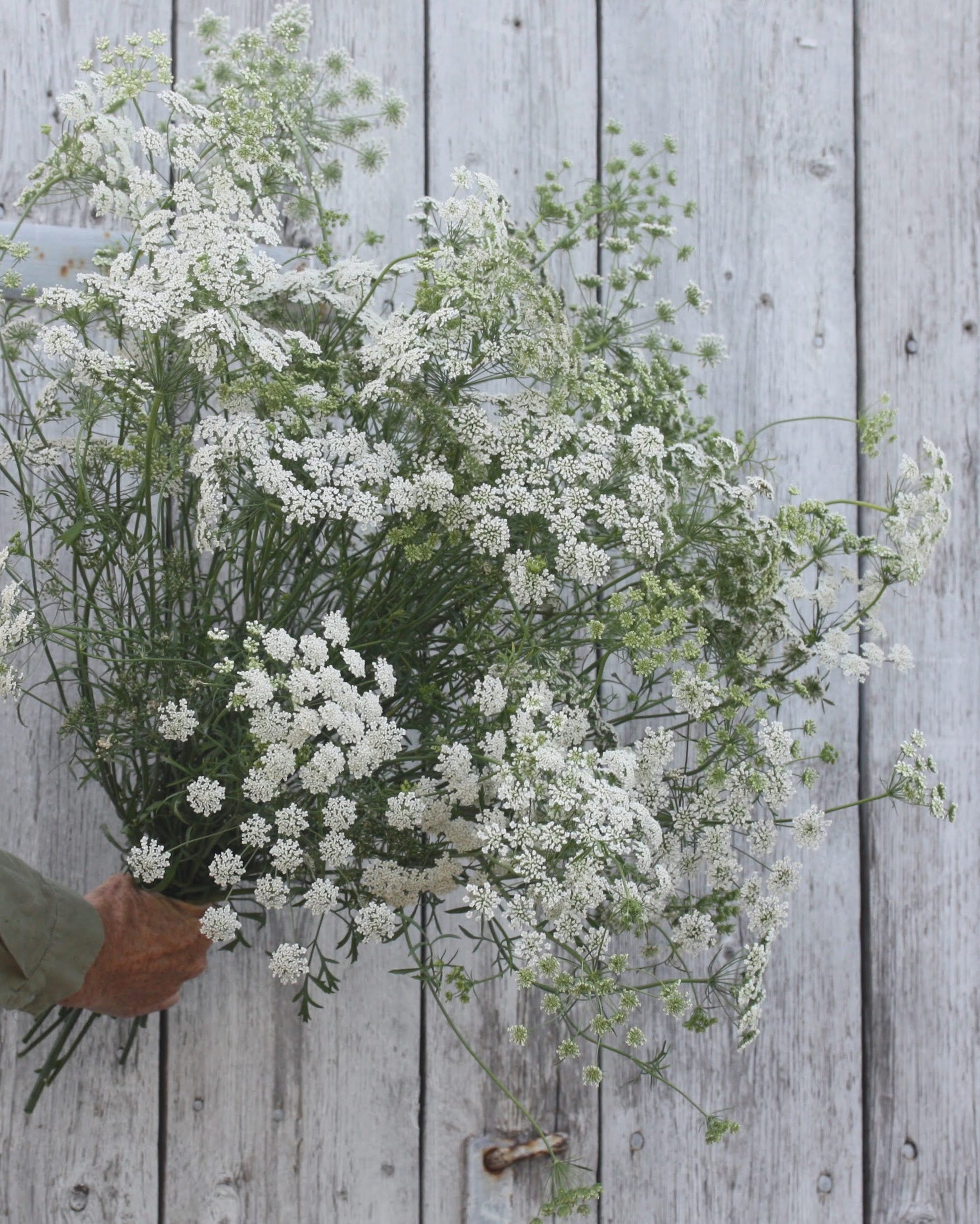 Ammi majus Queen of Africa med luftige hvite blomsterskjermer i full blomstring