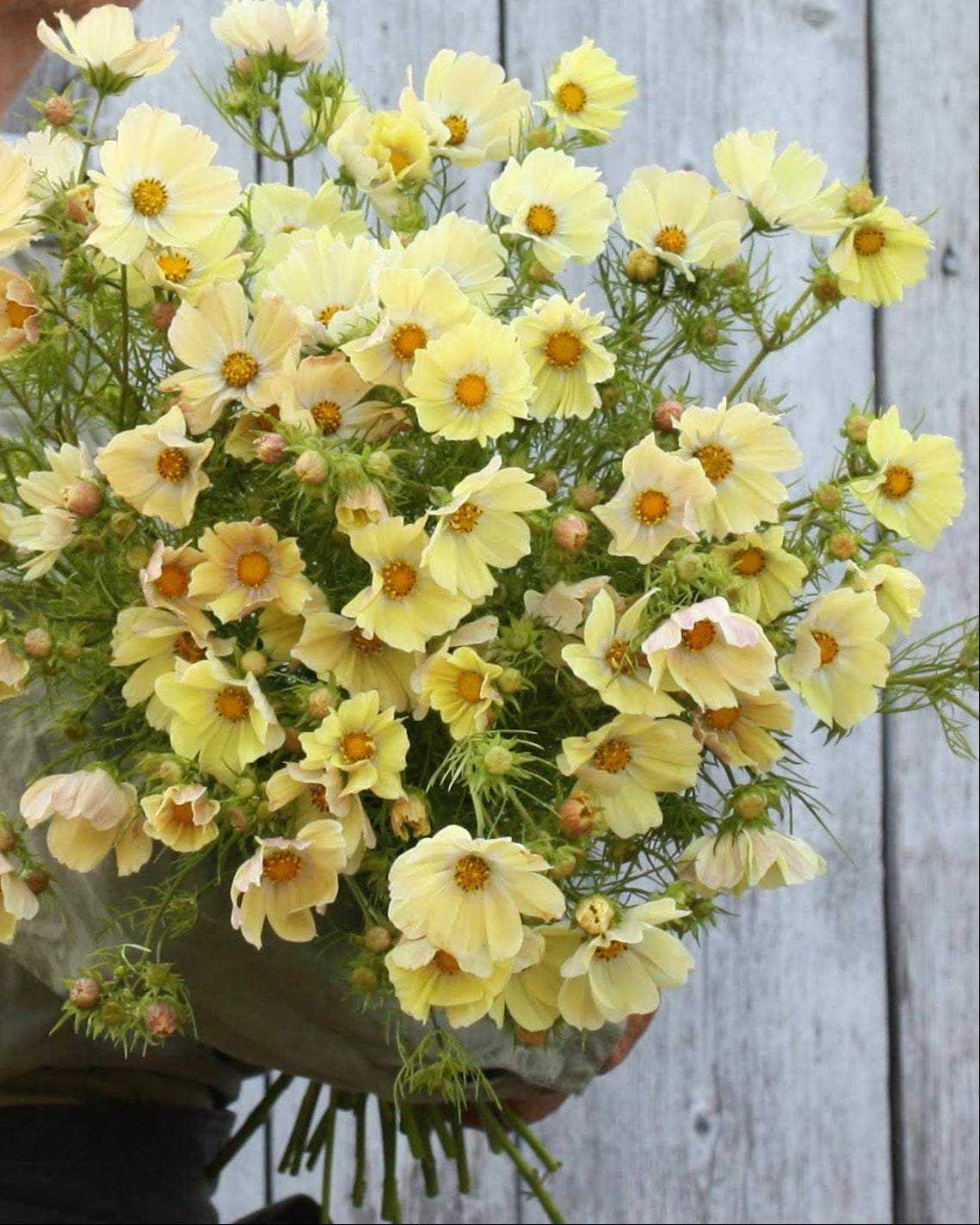 Cosmos Kiiro frø - ettårig hageblomst med gule blomster