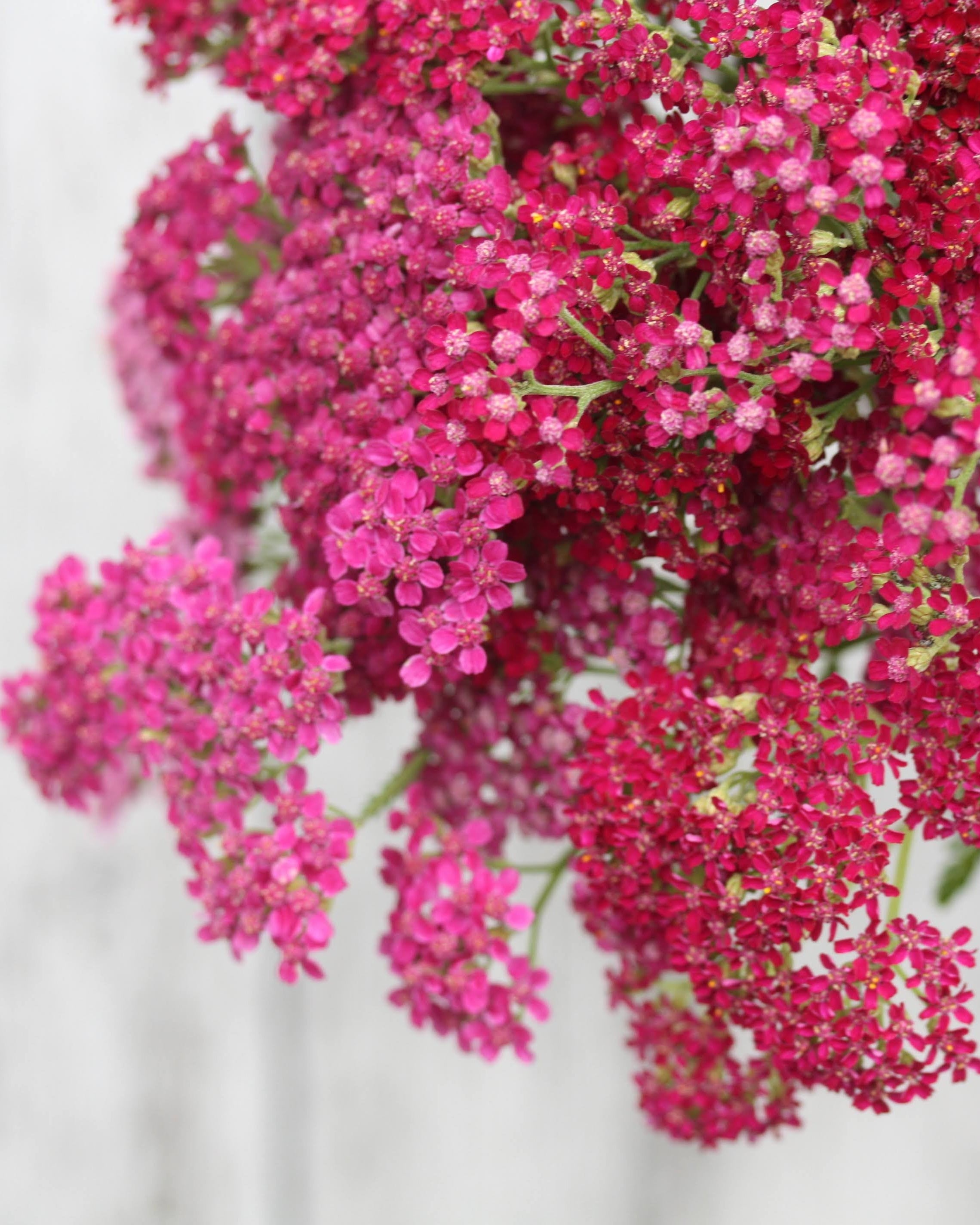 Bakkeryllik Cassis - flerårig snittblomst