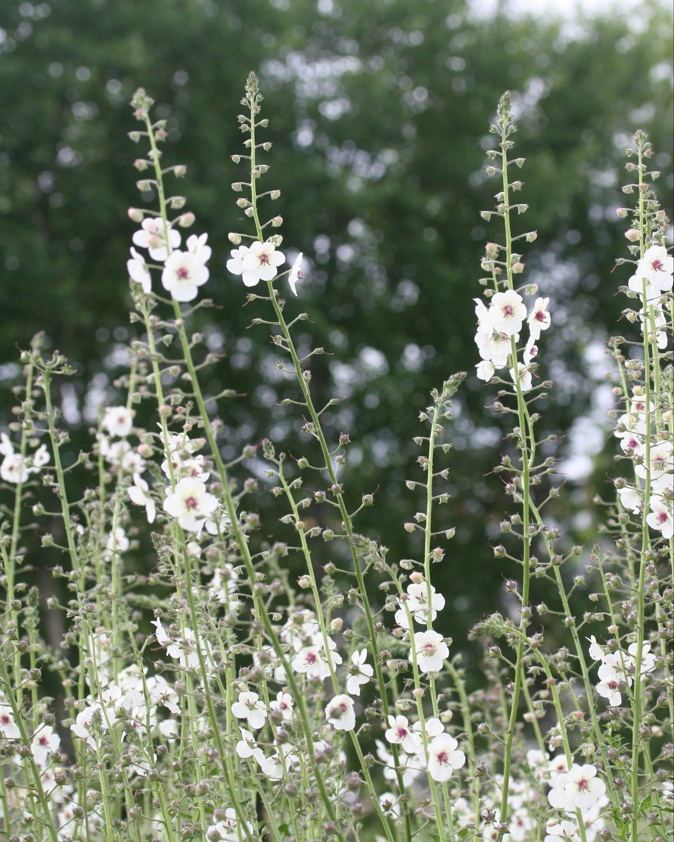 Kongslys White Blush – hvite blomster med burgunderlilla midtpunkt på høye, luftige blomsterspir