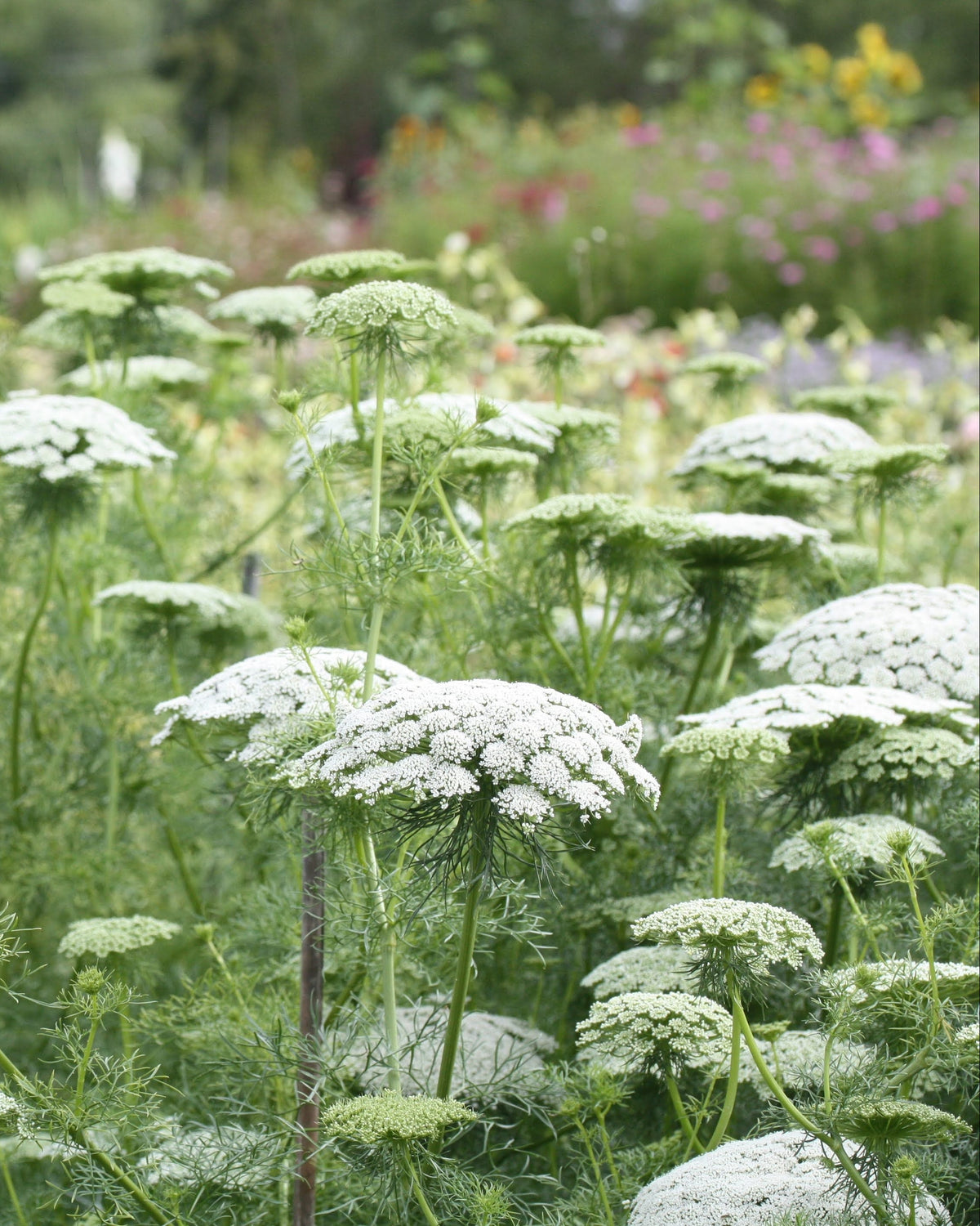 Ammi visnaga Green Mist – høyvokst sommerblomst med kuppelformede blomsterskjermer, lettdyrket og sunn