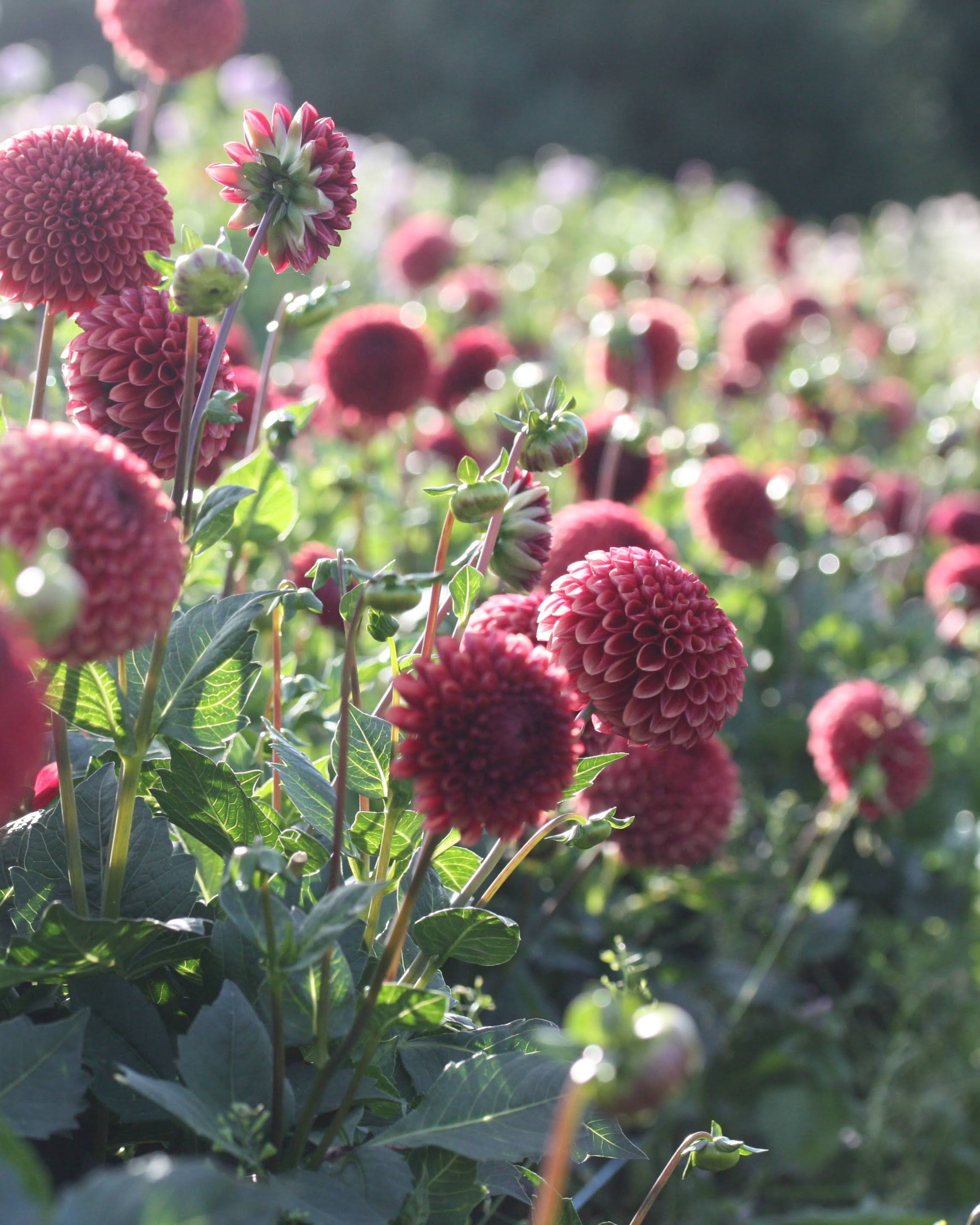 Copper Boy georgine - nærbilde av blomst i varme kobbertoner