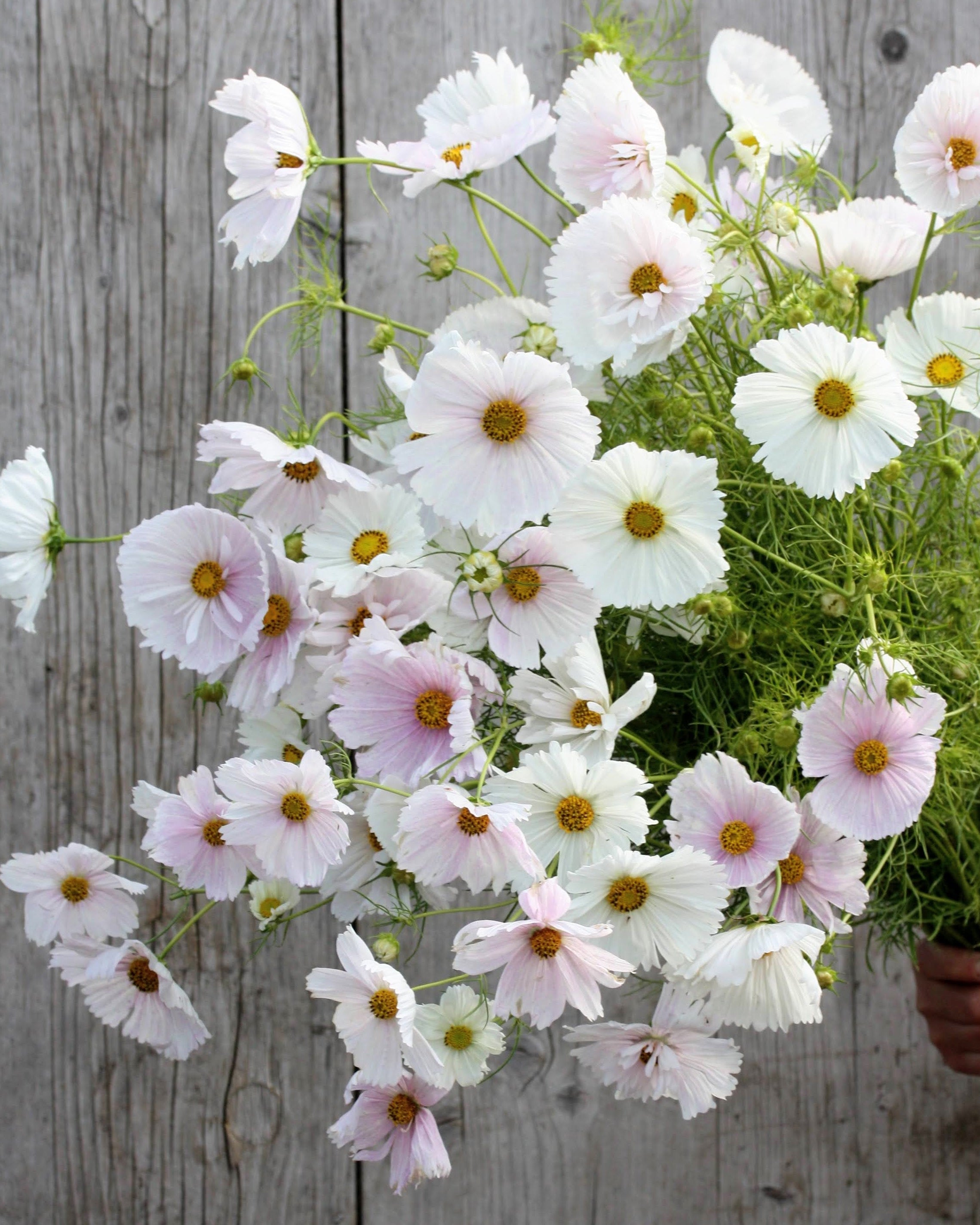  Cosmos Cupcakes Blush nærbilde av unik cupcake-formet blomst