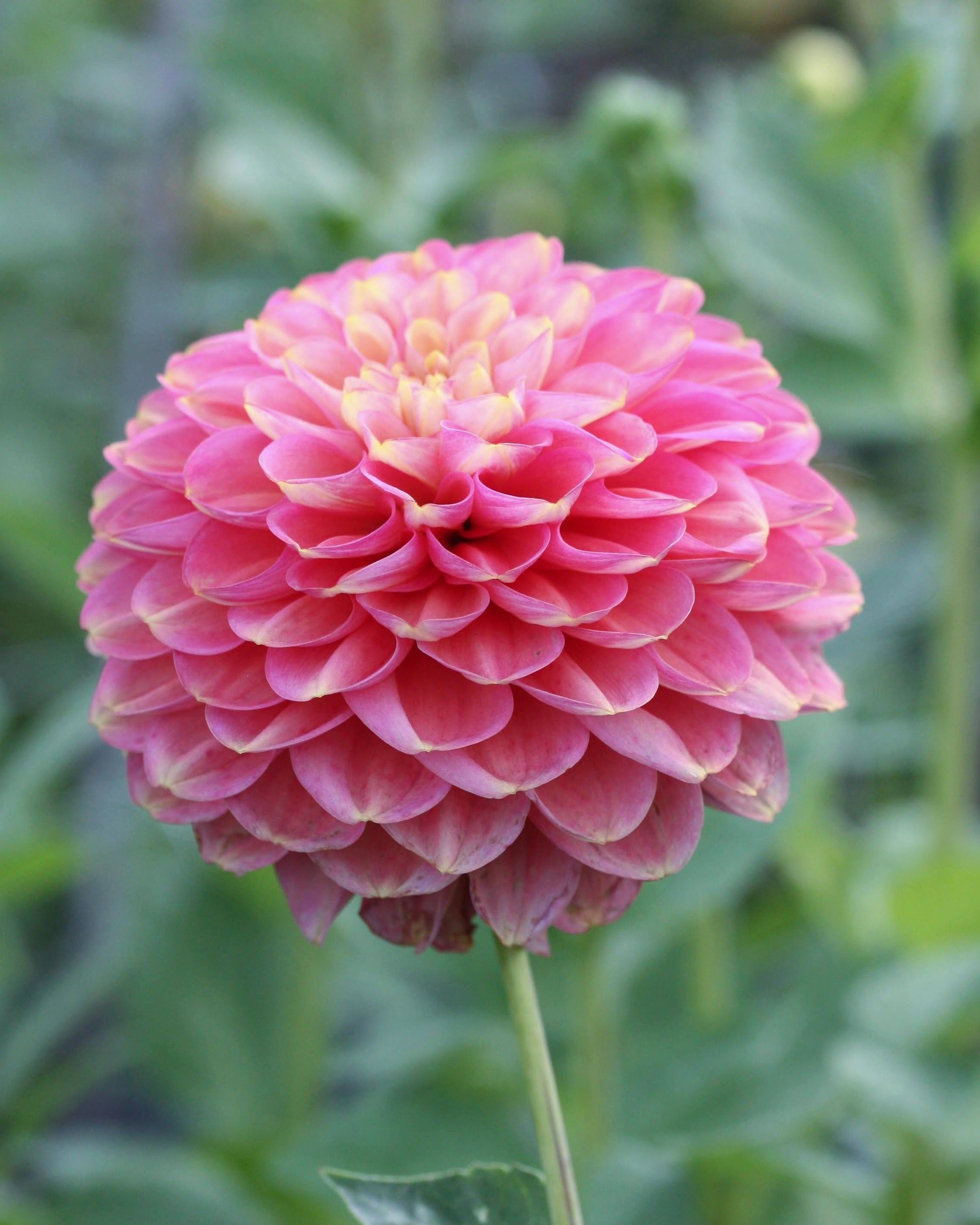 Nærbilde av Ballgeorgine Isabel med perfekt rund rosa-lilla blomst