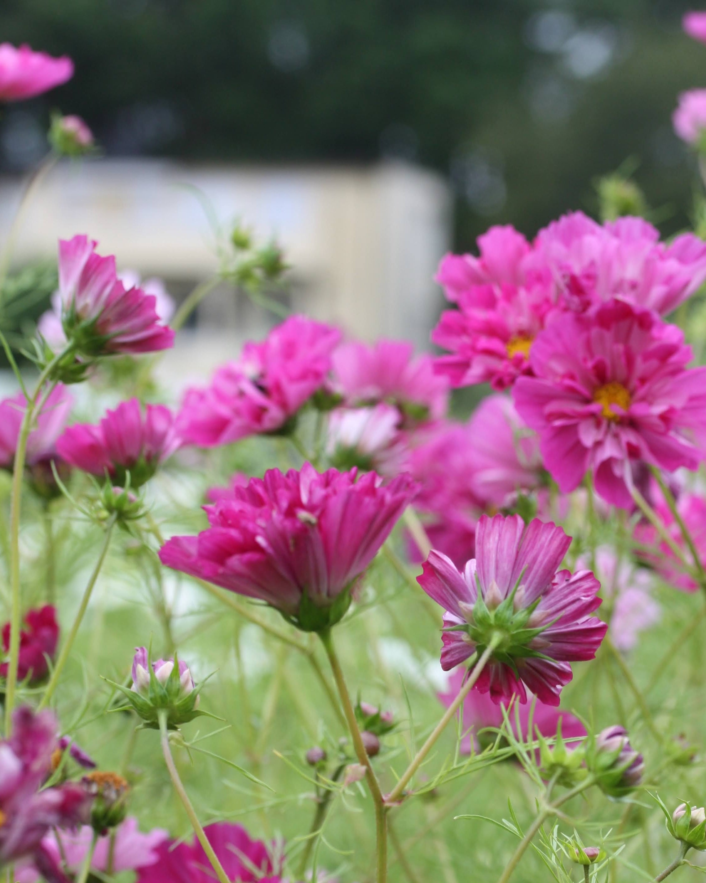 Cosmos Double Click Cranberries doble mørk rosa blomster