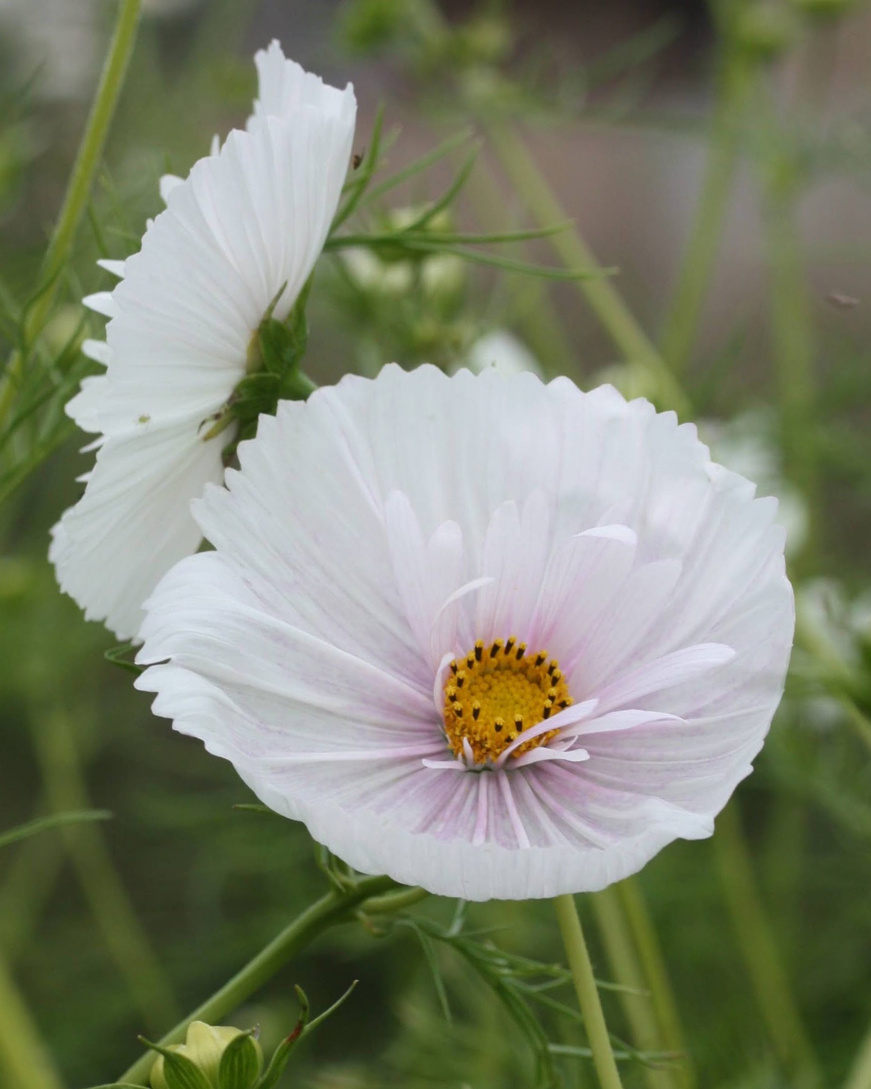 Cosmos Cupcakes Blush insektsvennlig sommerblomst