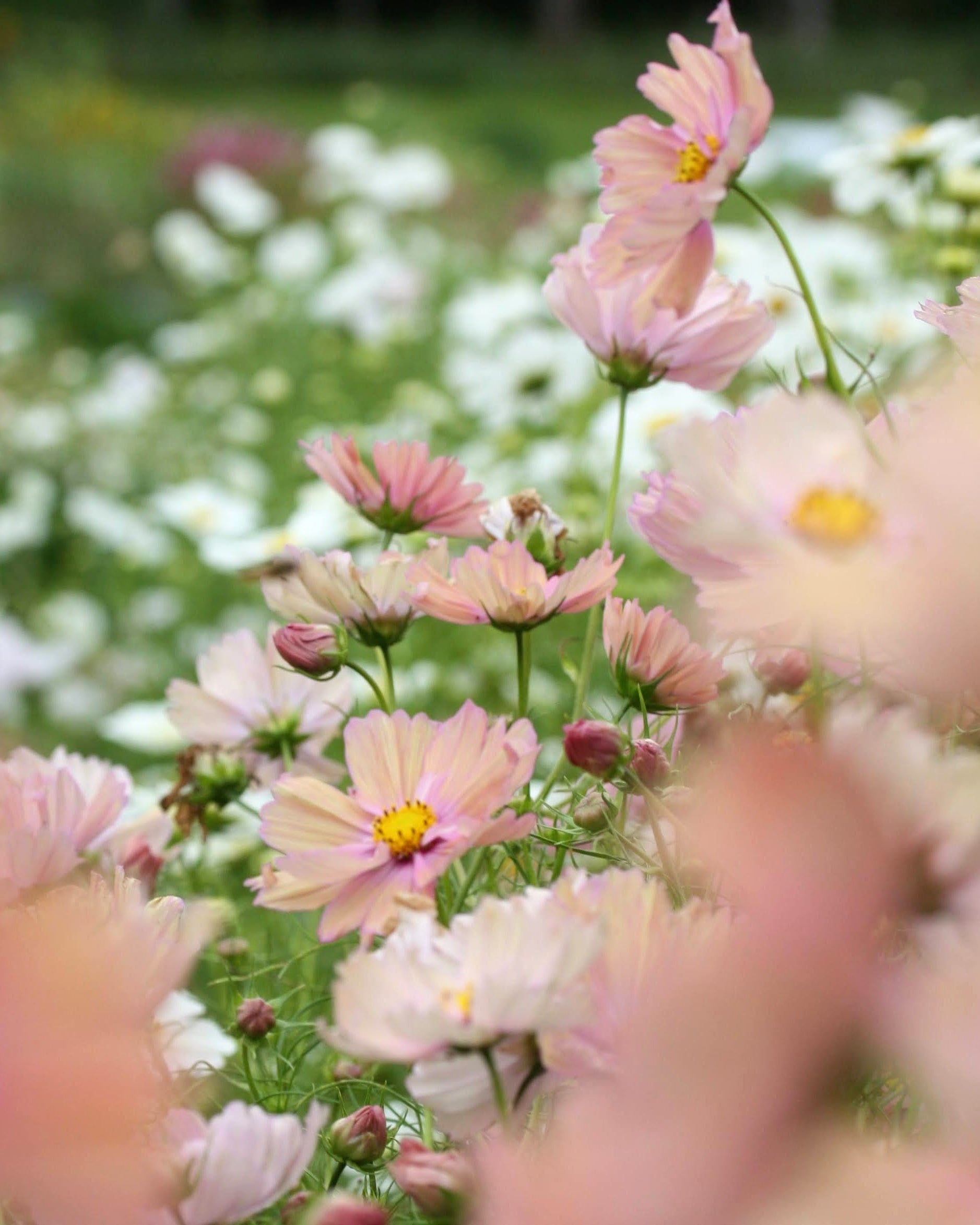 Cosmos Apricotta - romantisk snittblomst