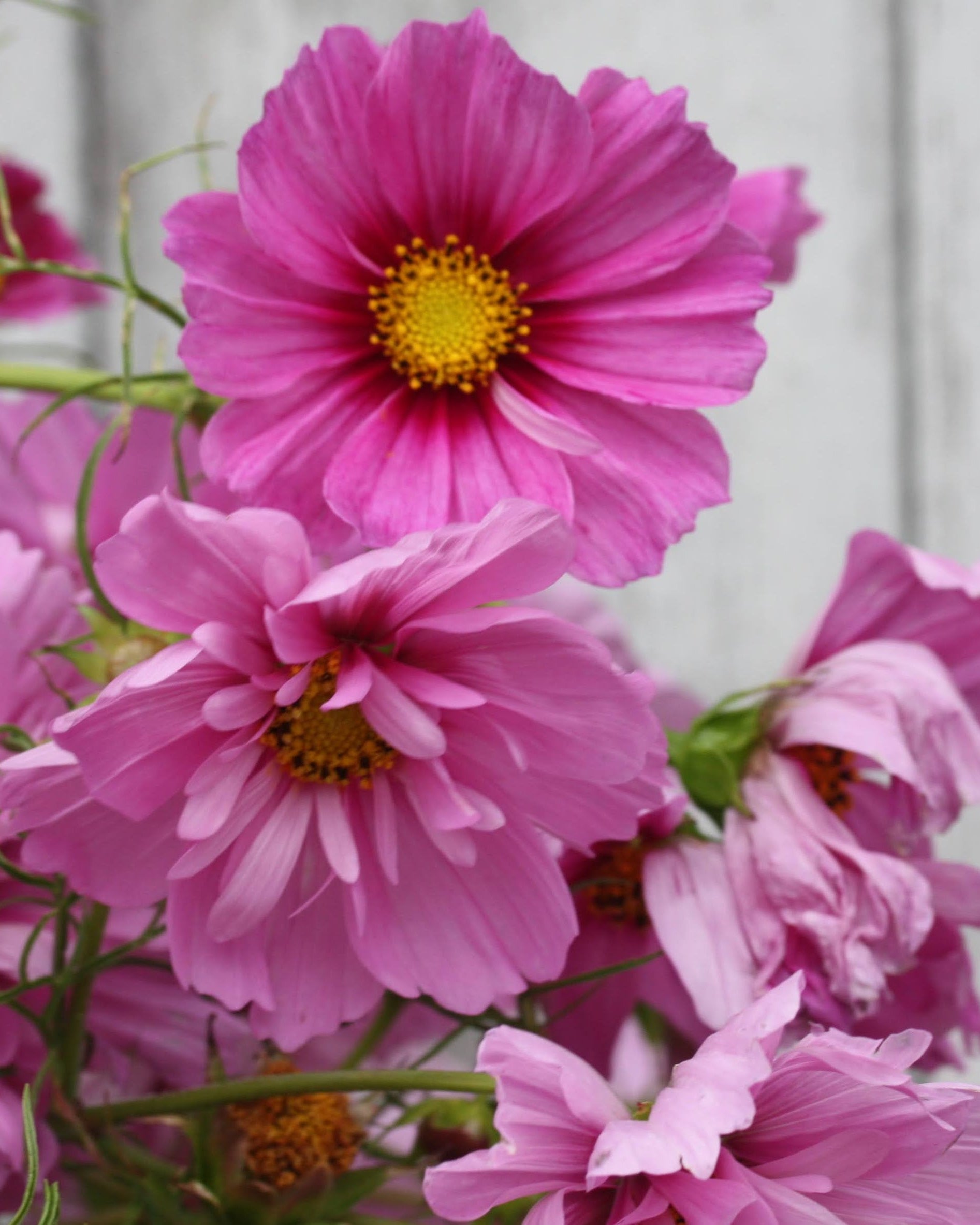 Cosmos Fizzy Pink Dark Centre snittblomst med kontrast