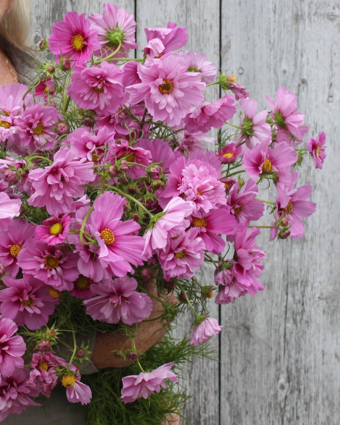 Cosmos Fizzy Pink Dark Centre insektsvennlig sommerblomst