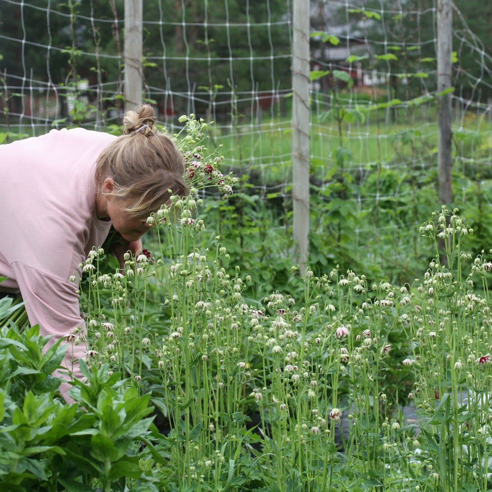 Akeleie Nora Barlow plante med grønt bladverk og rosa-hvite blomster