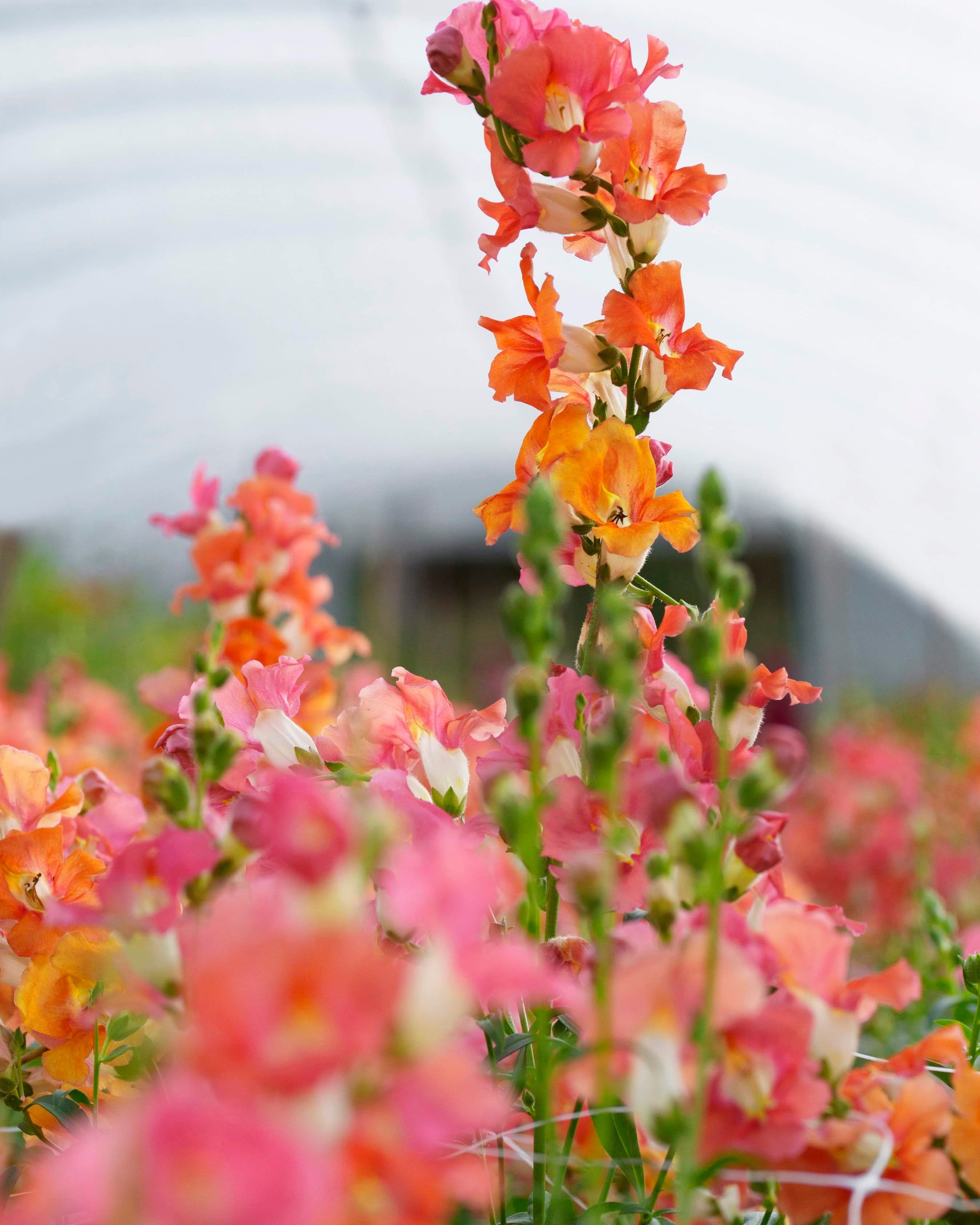 Løvemunn Chantilly Bronze - nærbilde av blomster i varme bronse og fersken toner