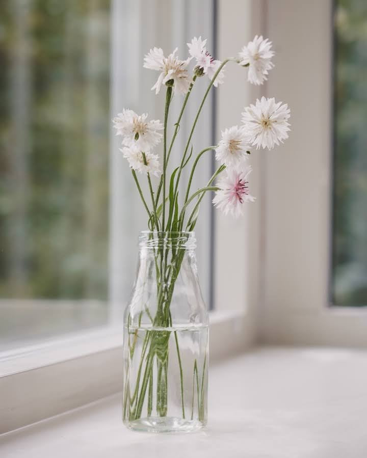 Kornblomst Ball White - hvite doble kornblomster