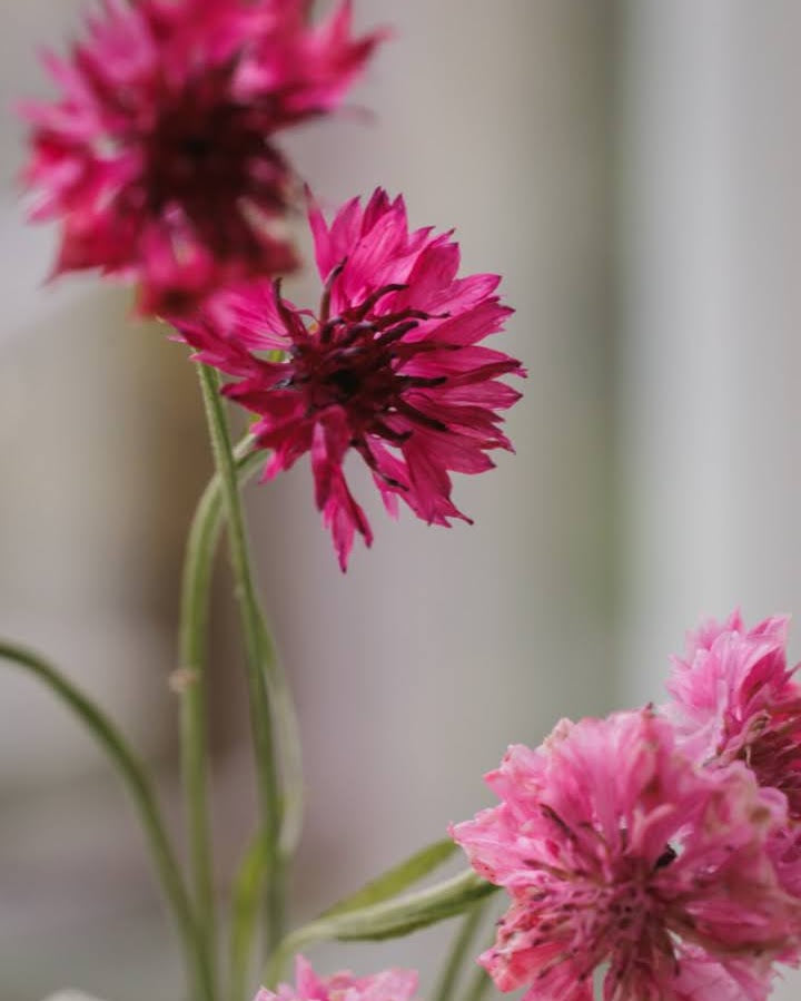 Kornblomst Bærmiks - ettårig snittblomst i varme bærfarger