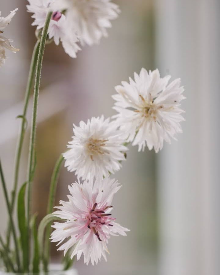Kornblomst Ball White - Centaurea cyanus i hagen