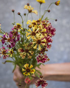 Kransvakkerøye Incredible Seashells Mix i blomsterbed med myke pastellfarger