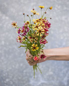 Kransvakkerøye Incredible Seashells Mix med varierte pastellfarger fra rosa til aprikos