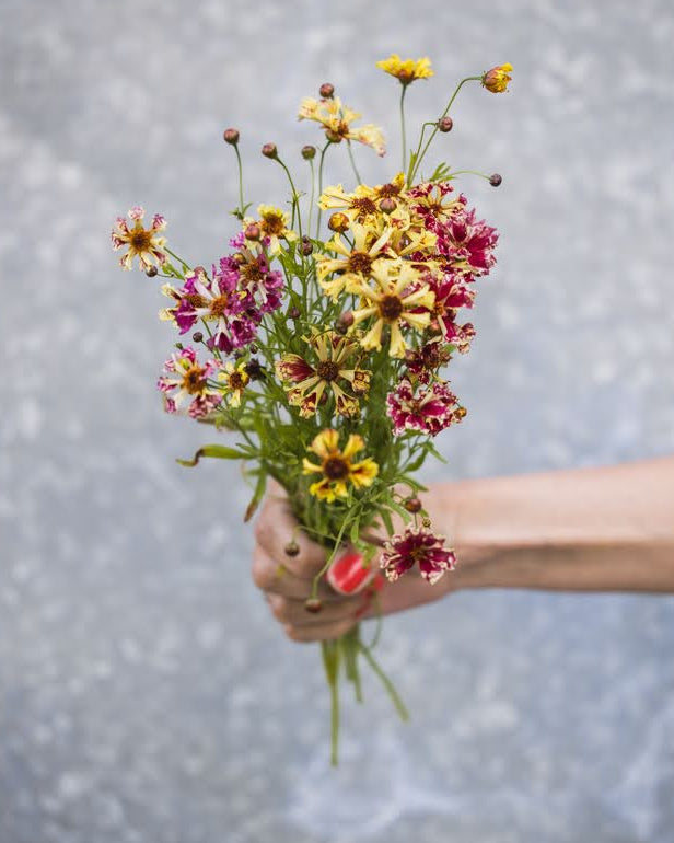 Kransvakkerøye Incredible Seashells Mix med varierte pastellfarger fra rosa til aprikos