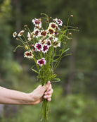 Kransvakkerøye Incredible Swirl med tofargede blomster i krem og burgunder