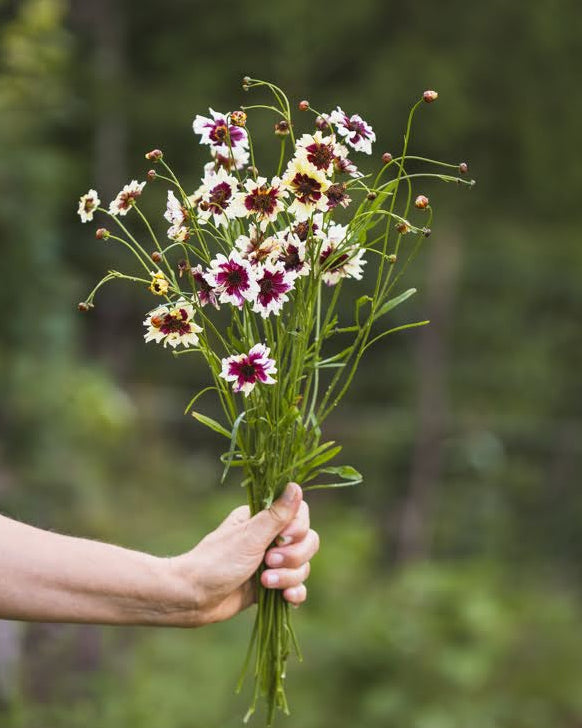 Kransvakkerøye Incredible Swirl med tofargede blomster i krem og burgunder