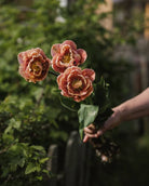 Tulipan La Belle Epoque – bukett med verdens mest fotograferte tulipan i fersken og café au lait