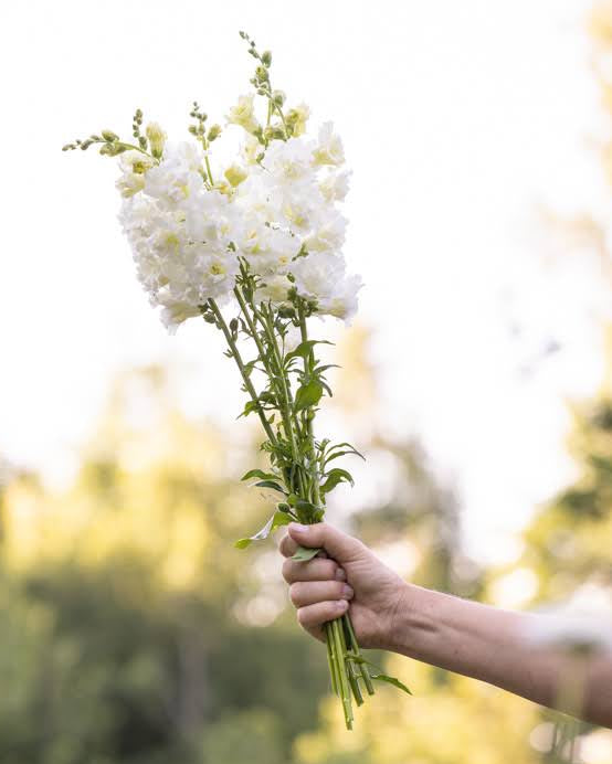 Løvemunn Snapstar White med tette hvite blomsterstilker og mørkegrønne blad
