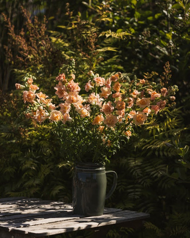 Løvemunn Snapstar Champagne i hagen med myke kremhvite blomster