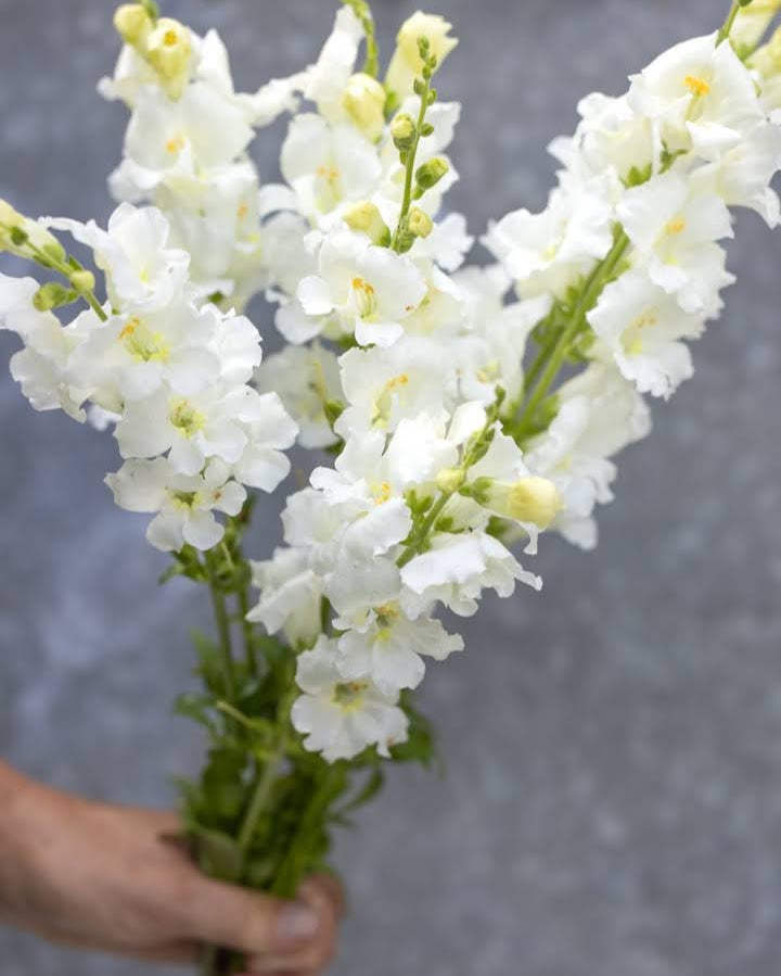 Chantilly White løvemunn nærbilde - unik sort med renhvite åpne blomster