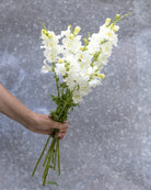 Løvemunn Chantilly White hvit snittblomst i vase - elegant og sober