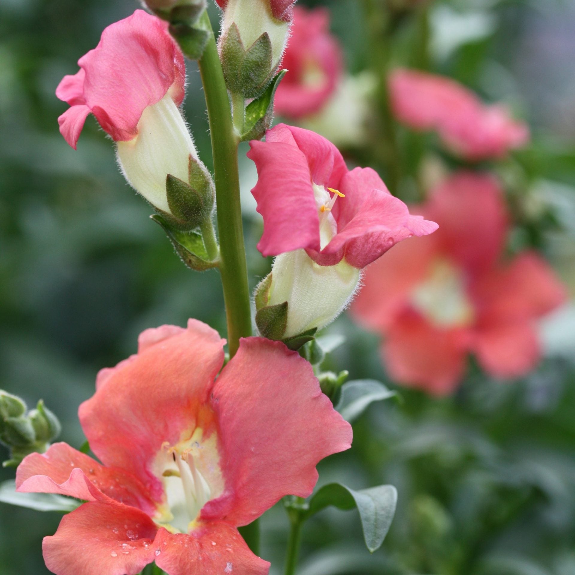 løvemunn chantilly bronze (6)