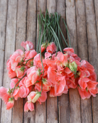 Erteblomst Maloy med store blomster i lakserosa til korall