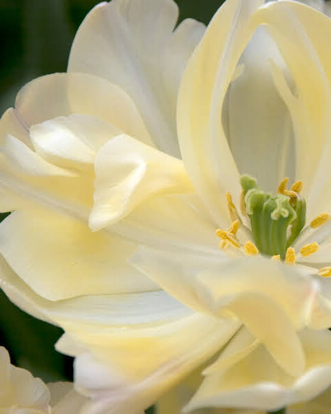 Tulipan Creme Upstar – fullt åpen peonlignende blomst i skinnende kremgult