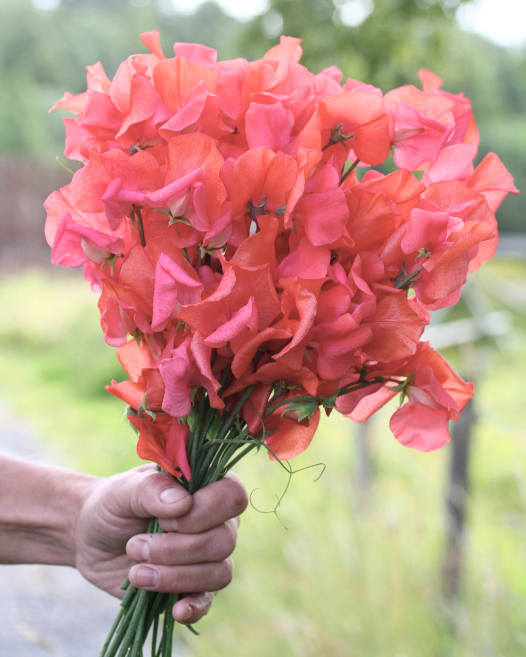 Erteblomst Miss Wilmott med store blomster i korallrosa til laks