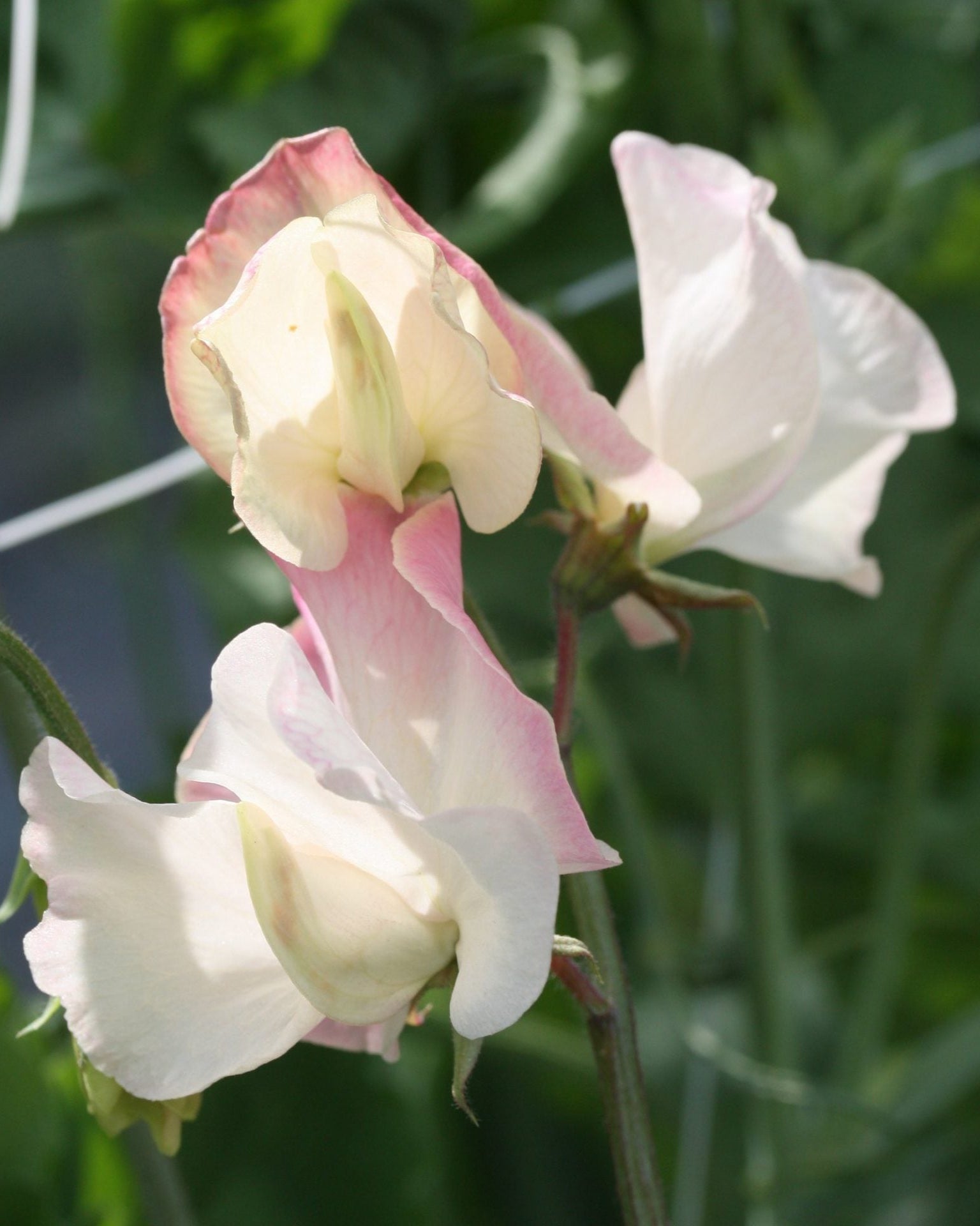 Erteblomst Mollie Rilstone i bukett med varme rosa nyanser og sjarme