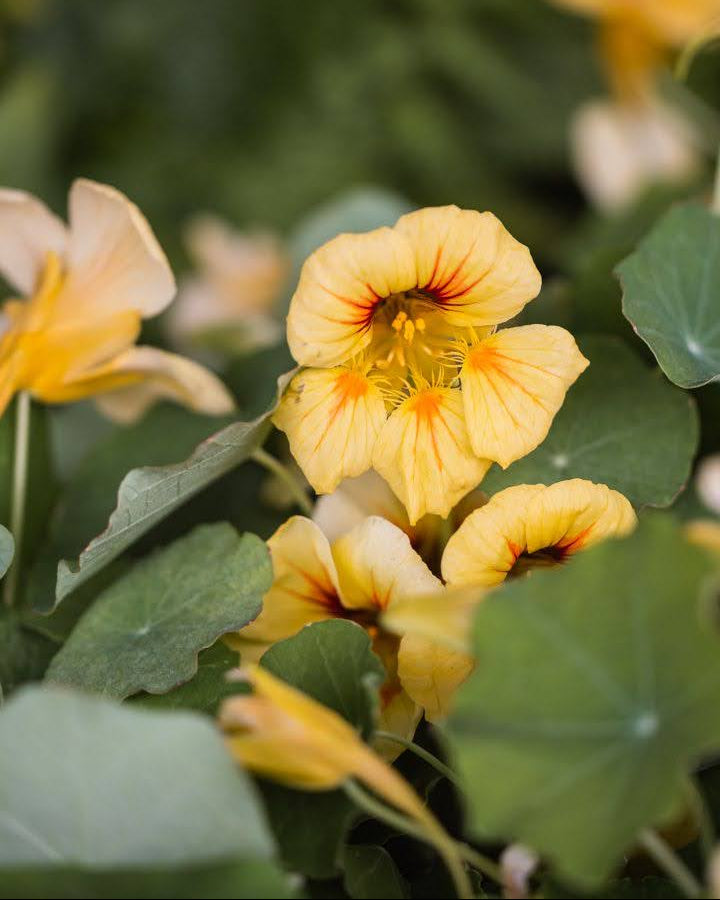 Blomkarse Peach Melba ettårig blomst med delikate ferskenfarger i naturlig vokseplass